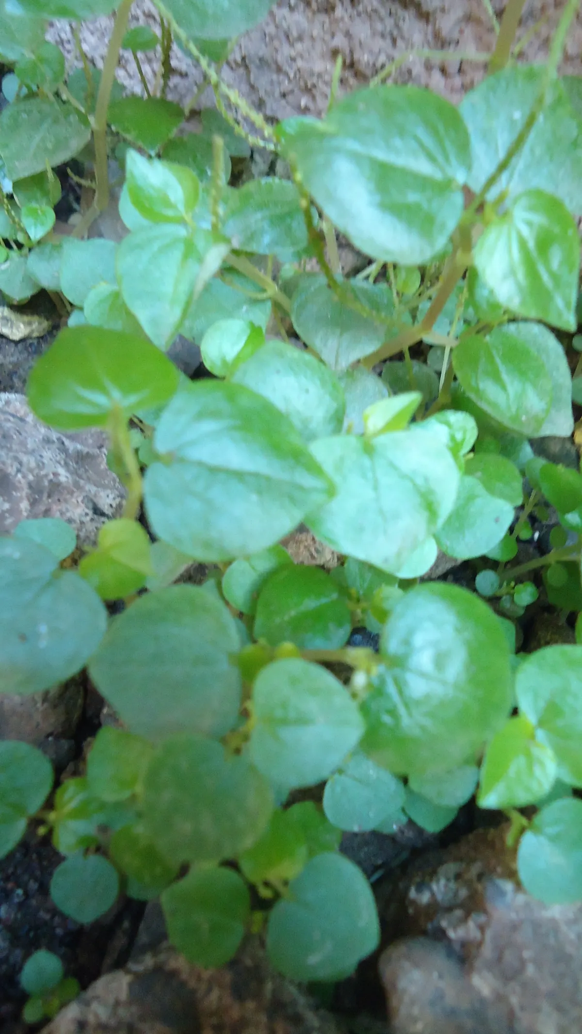 Emerald Ripple Peperomia (Peperomia Caperata) — Emerald Ripple Peperomia (Peperomia caperata) is a compact herbaceous perennial; requiring, image 65