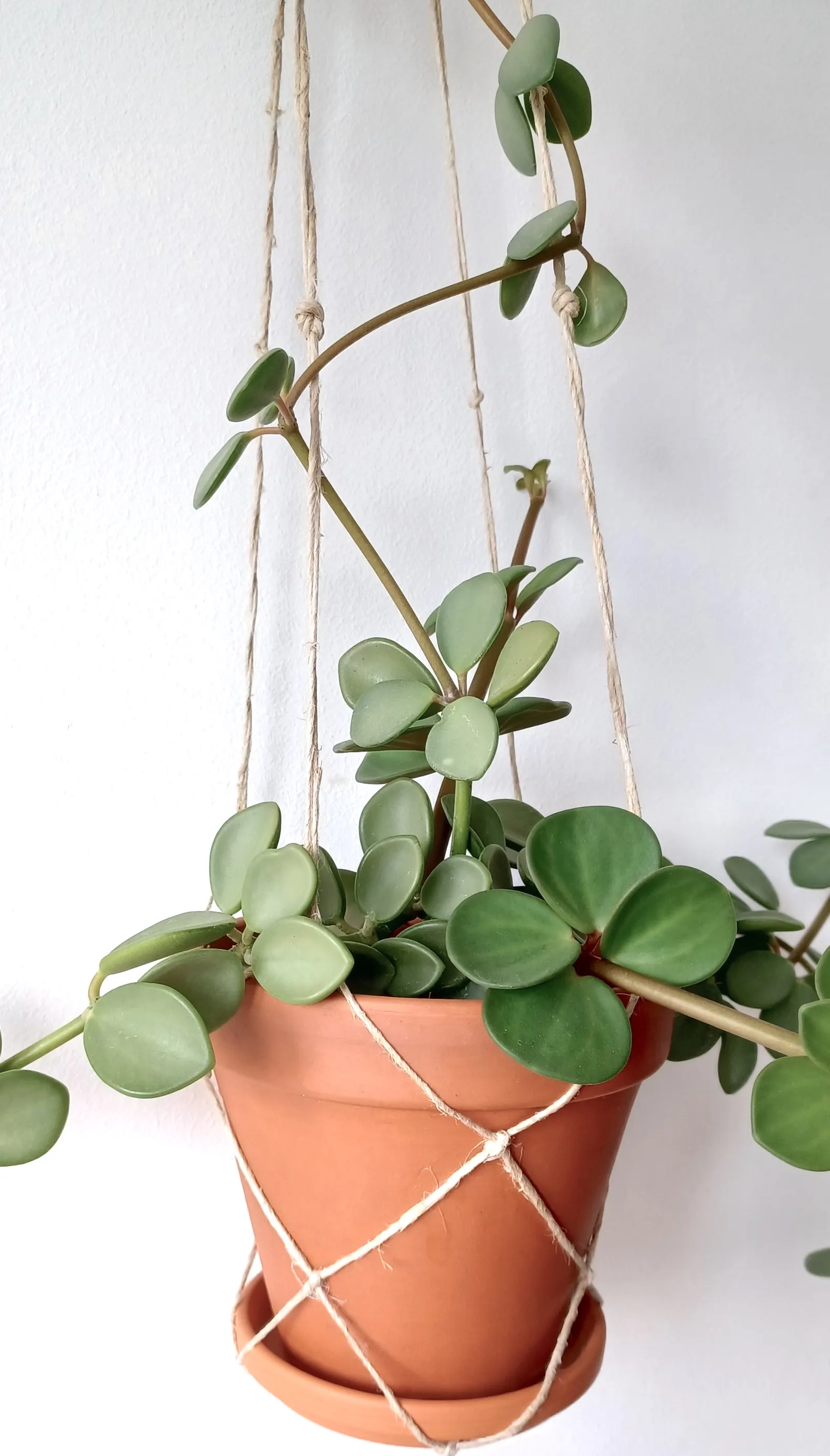 Emerald Ripple Peperomia (Peperomia Caperata) — for optimal growth.<br><br>With occasional light feeding and pruning