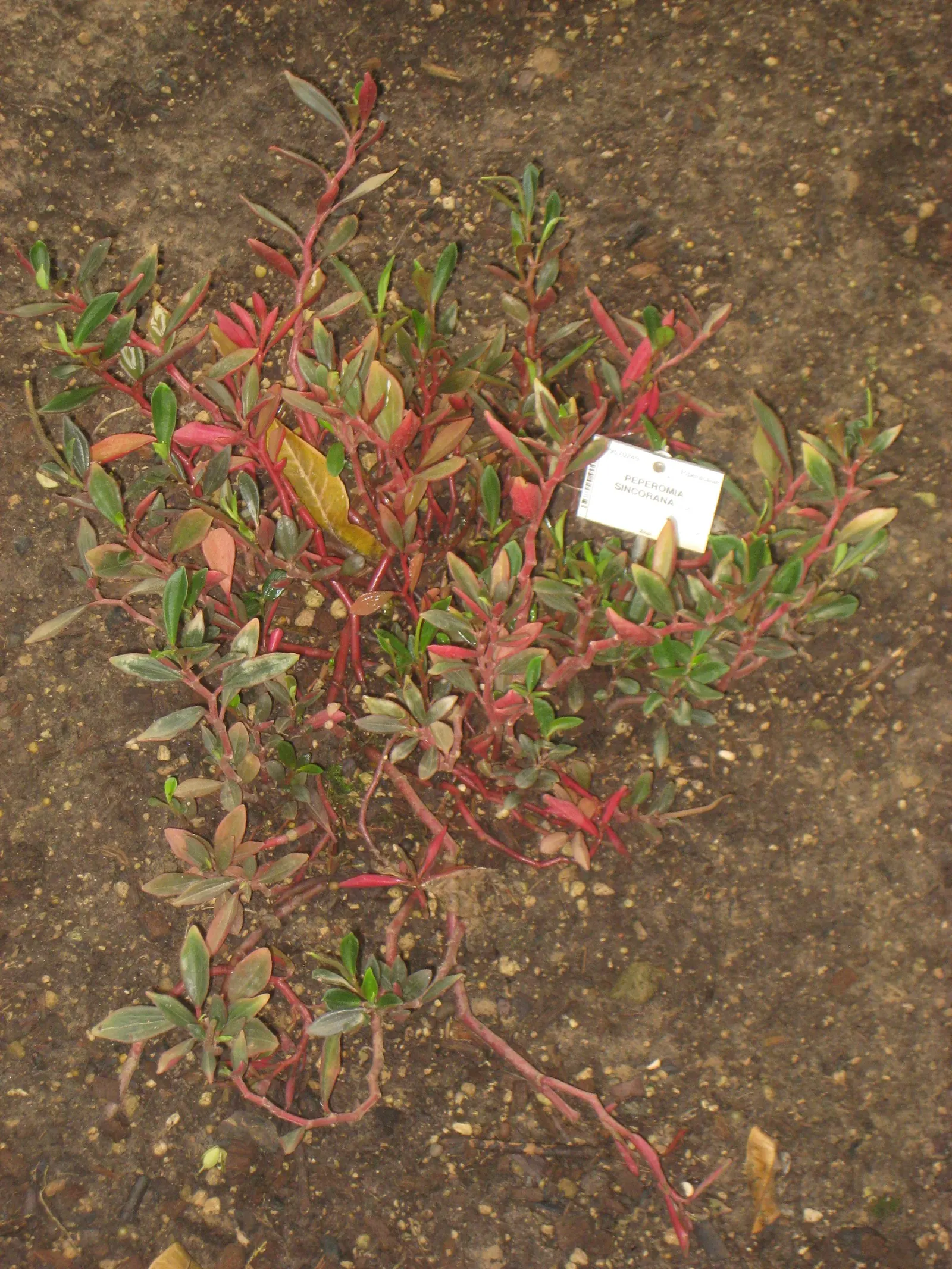 Emerald Ripple Peperomia (Peperomia Caperata) — for optimal growth.<br><br>With occasional light feeding and pruning; emerald-green leaves which brandish a
