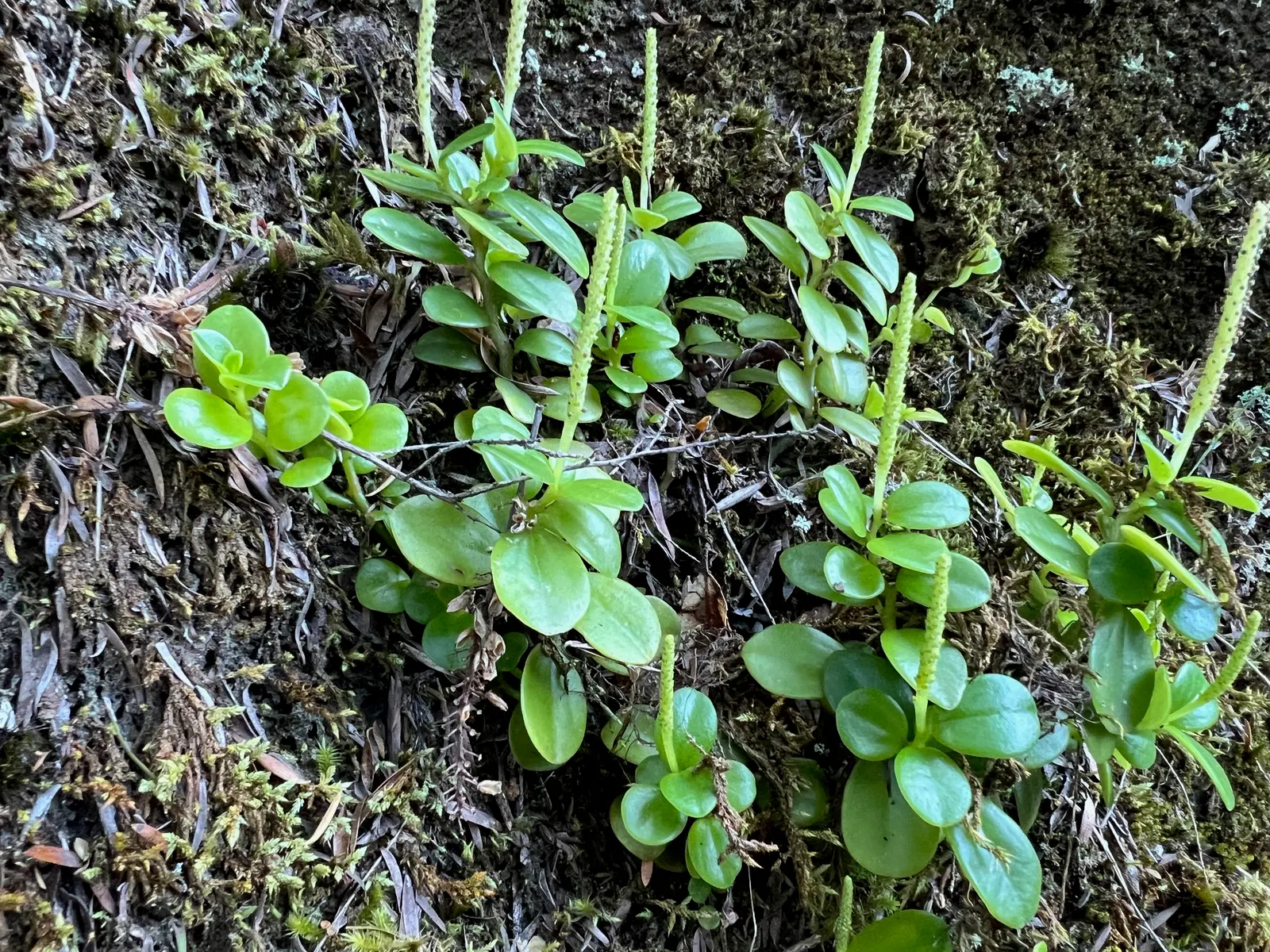 Emerald Ripple Peperomia (Peperomia Caperata) — stands as an ornamental choice for both indoor and outdoor shaded areas within the landscape; it, image 74