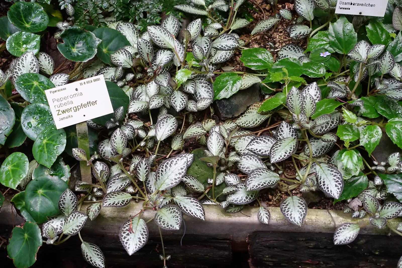 Emerald Ripple Peperomia (Peperomia Caperata) — Minimal watering is recommended; mounding habit makes it perfect for shaded rock gardens, image 70