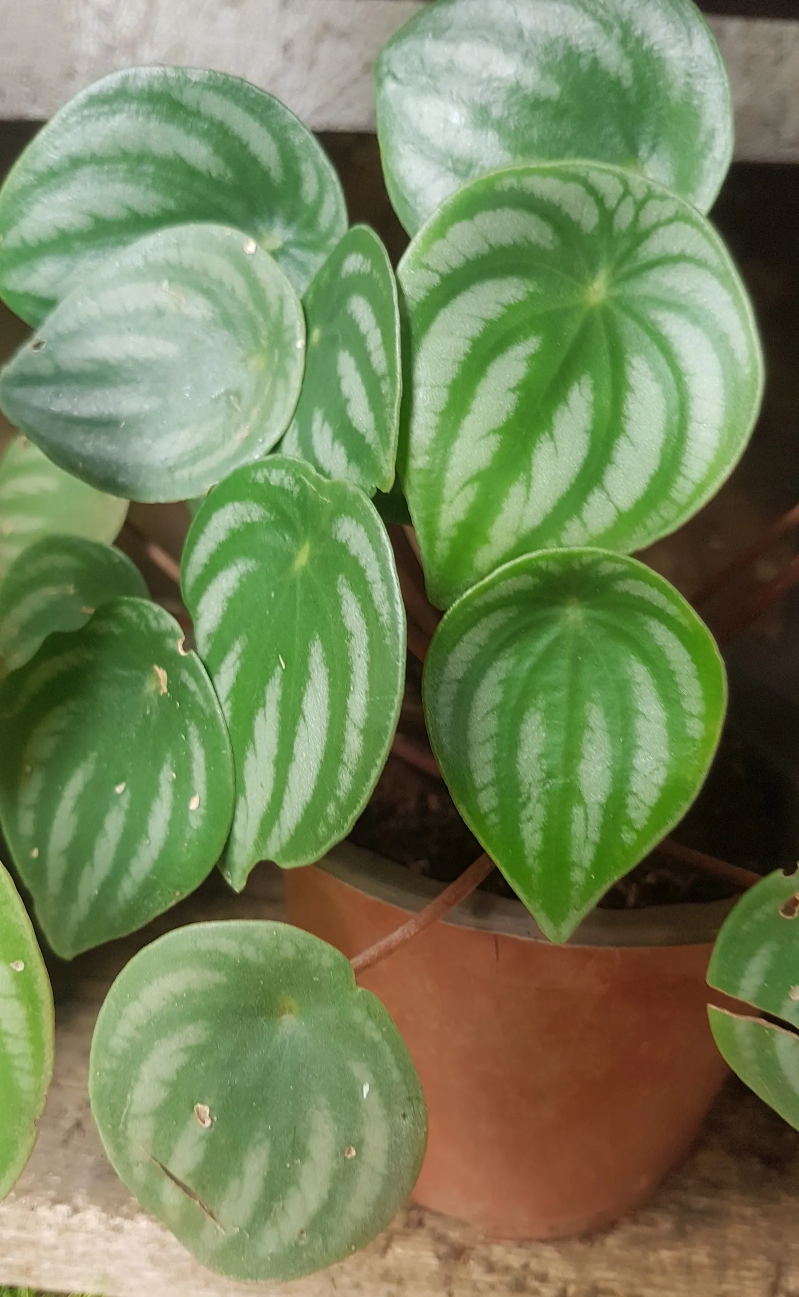 Emerald Ripple Peperomia (Peperomia Caperata) — stands as an ornamental choice for both indoor and outdoor shaded areas within the landscape; it thrives in