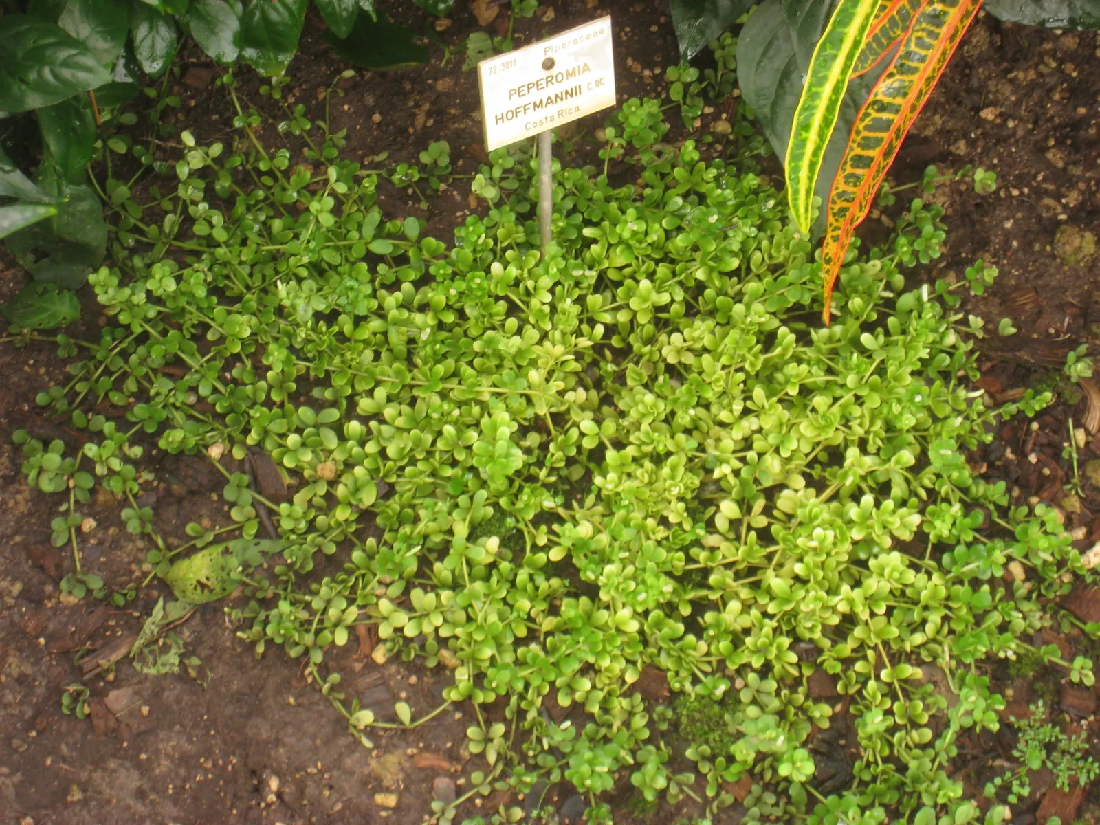Emerald Ripple Peperomia (Peperomia Caperata) — resembling ripples across a serene pond; translating to a comfortable 18 to 24 degrees Celsius, image 77