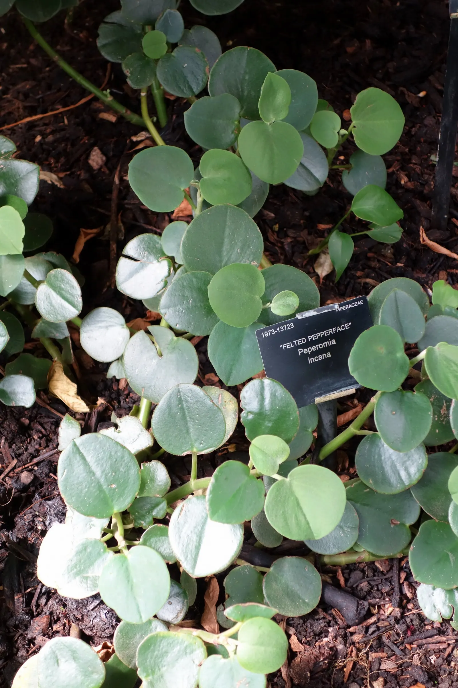 Emerald Ripple Peperomia (Peperomia Caperata) — resembling ripples across a serene pond