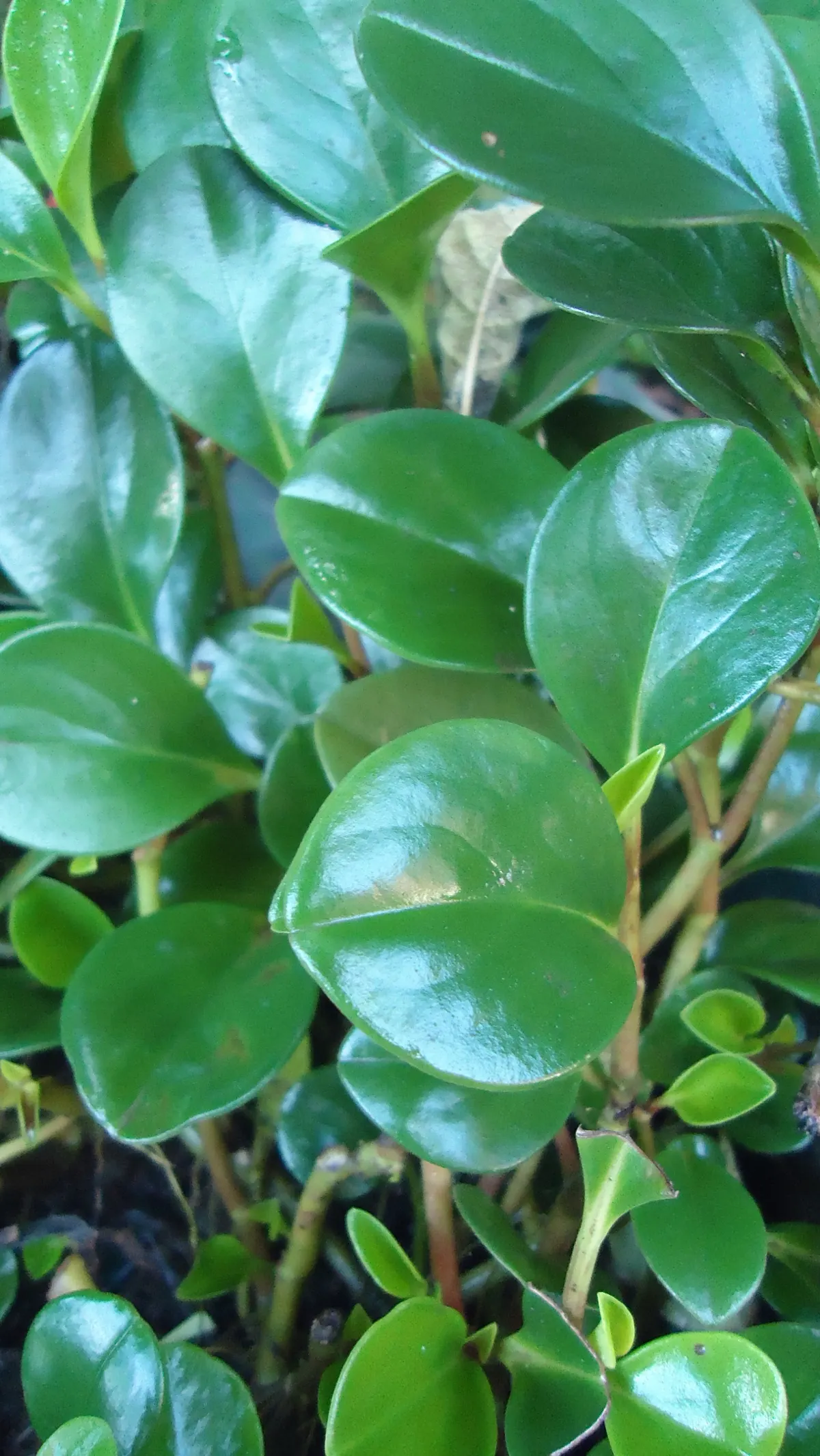 Emerald Ripple Peperomia (Peperomia Caperata) — requiring well-drained soil