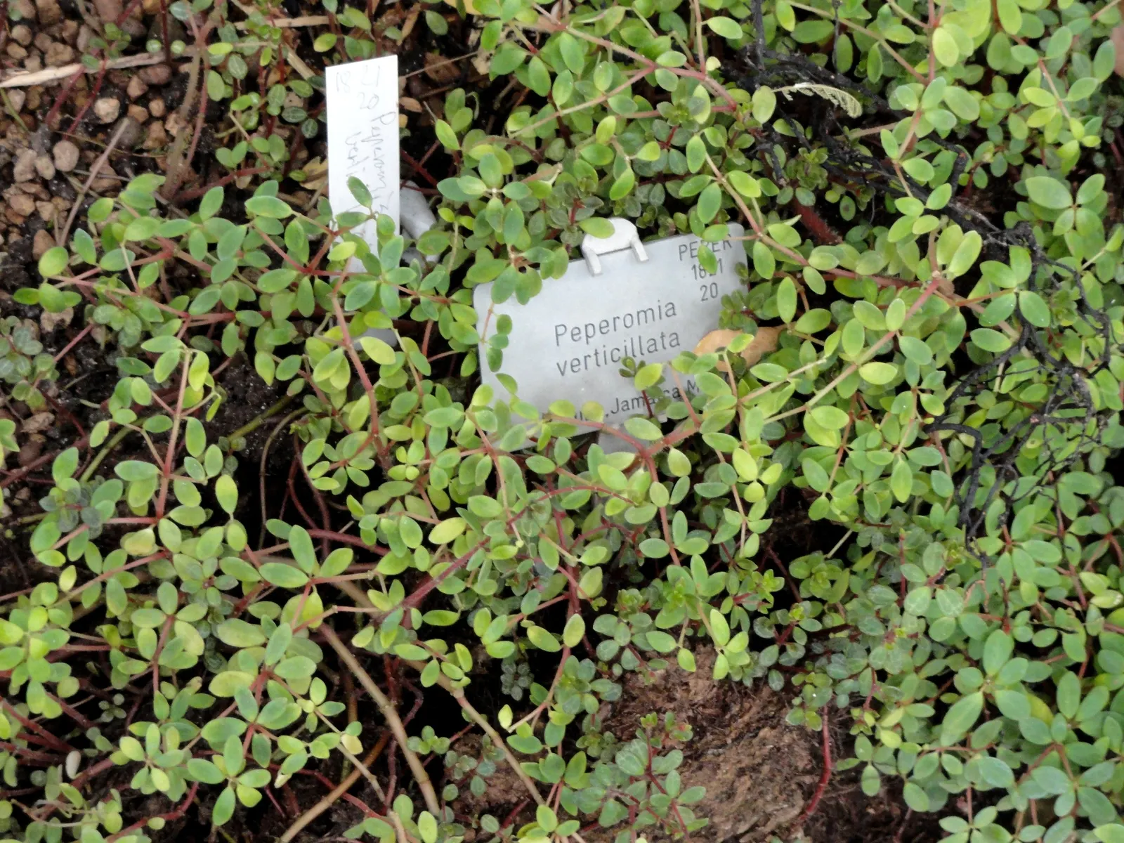 Emerald Ripple Peperomia (Peperomia Caperata) — Minimal watering is recommended; mounding habit makes it perfect for shaded rock gardens
