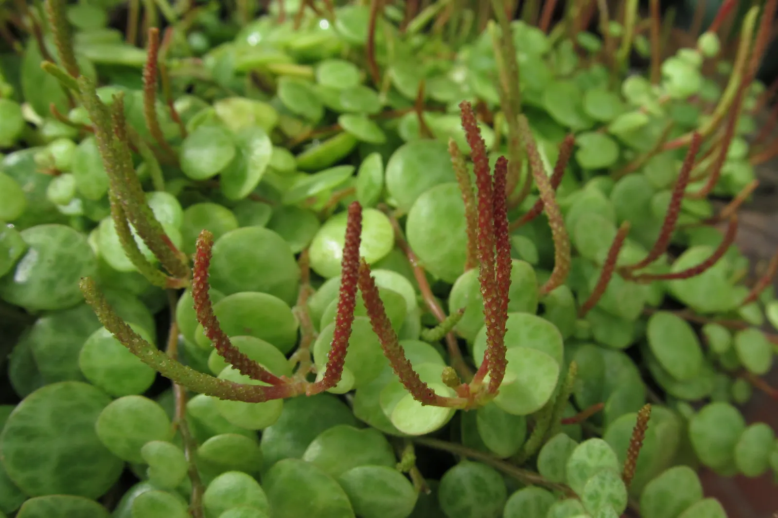 Emerald Ripple Peperomia (Peperomia Caperata) — ground cover / perennial with white blooms