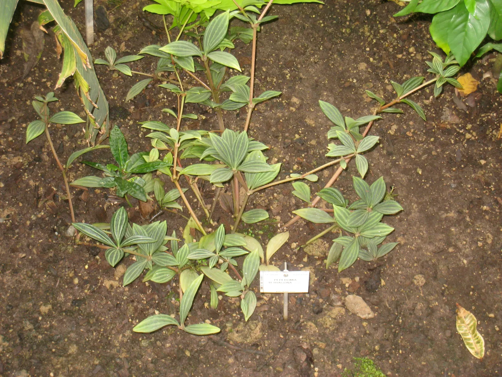 Emerald Ripple Peperomia (Peperomia Caperata) — translating to a comfortable 18 to 24 degrees Celsius