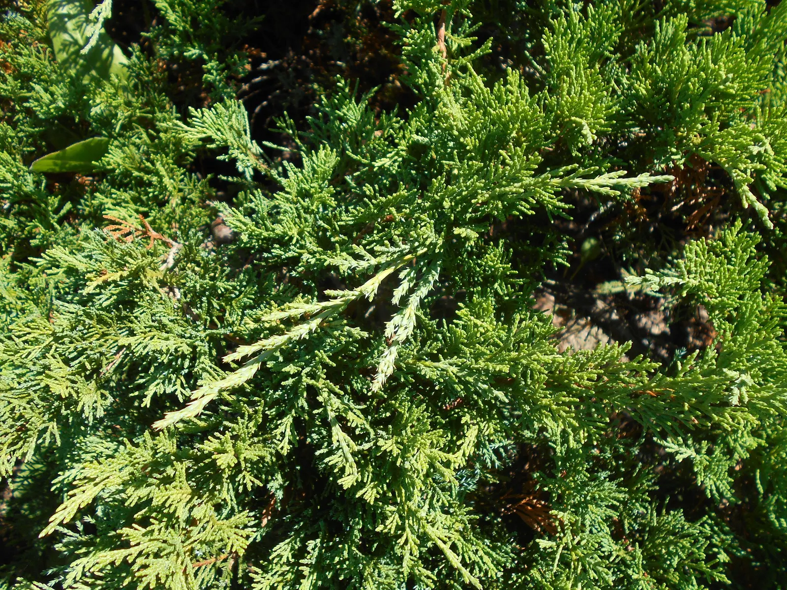 Tam Juniper (Juniperus Sabina 'Tamariscifolia') — it can extend up to 10 feet in width while maintaining a relatively low profile at 1 to 1.5 feet in height