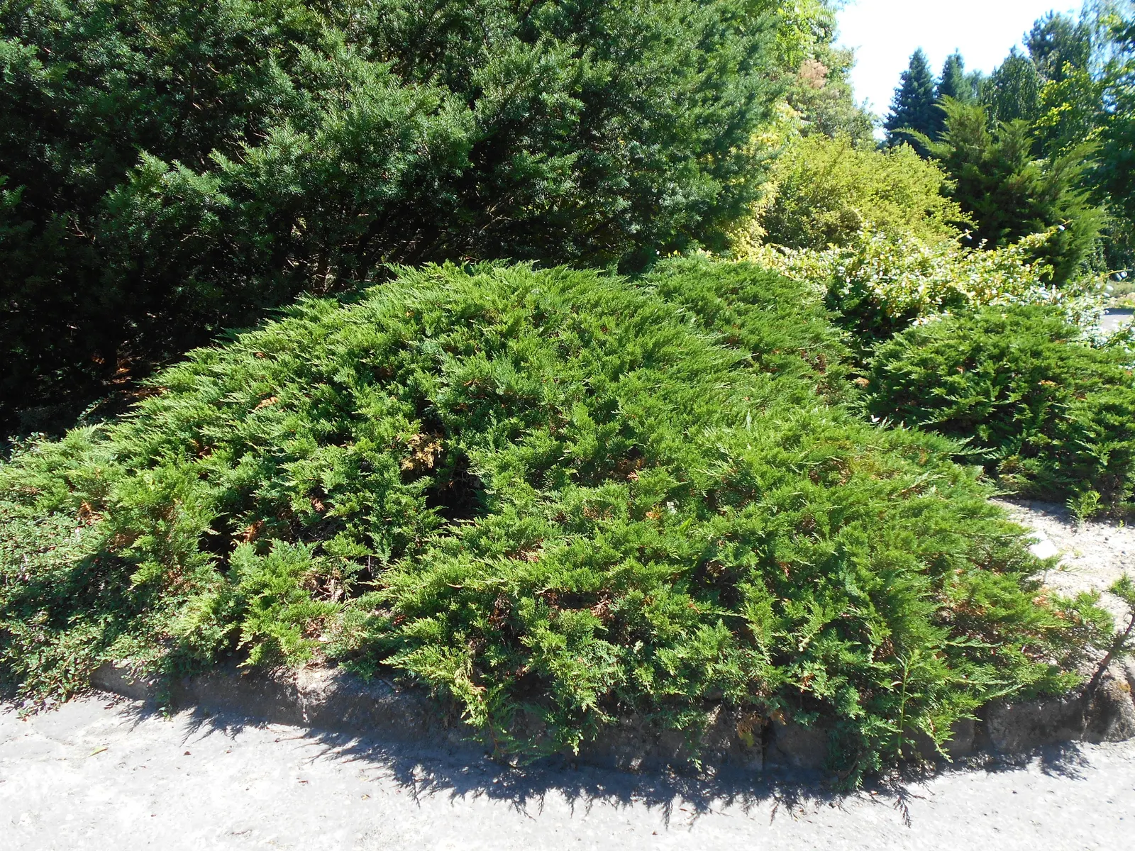 Tam Juniper (Juniperus Sabina 'Tamariscifolia') — Its dense, fine-textured foliage, tinged with blue-green needles, provides year-round interest