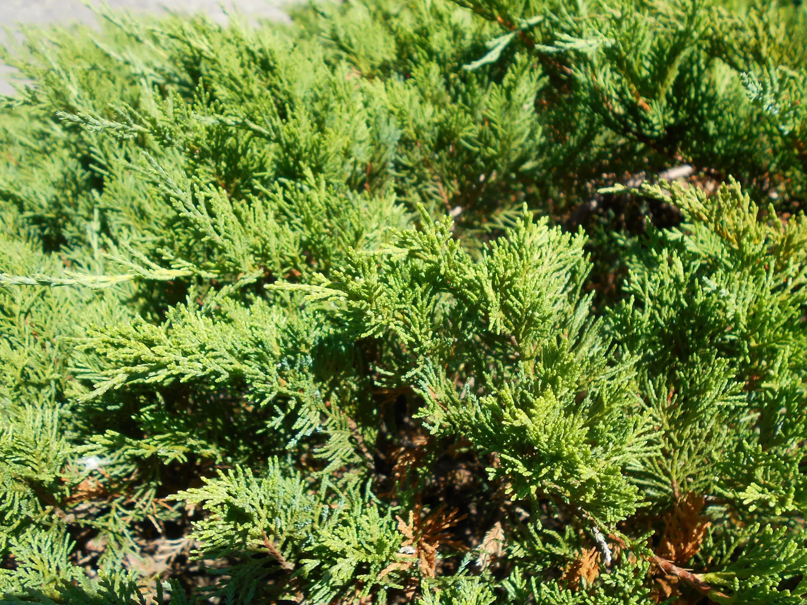 Tam Juniper (Juniperus Sabina 'Tamariscifolia') — tolerates a range of soils and is drought-resistant once established