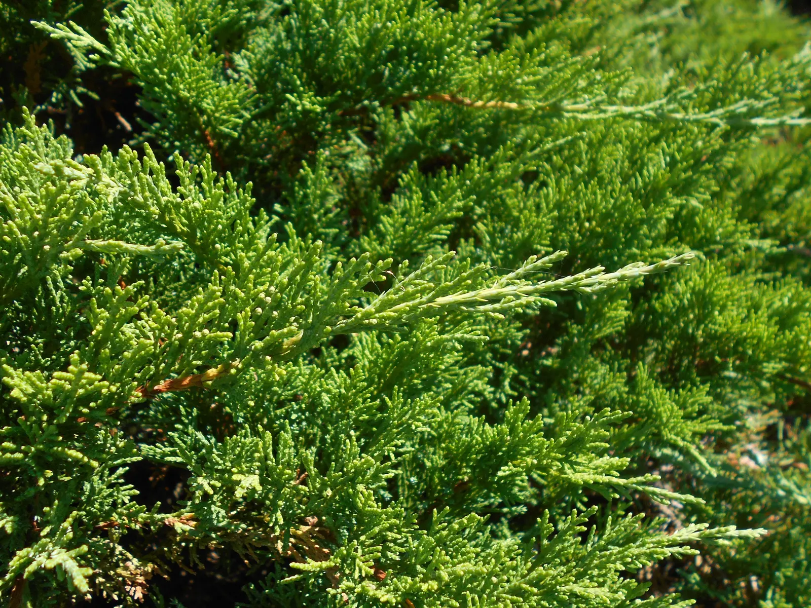 Tam Juniper (Juniperus Sabina 'Tamariscifolia') — The Tam Juniper (Juniperus sabina 'Tamariscifolia') is a low-growing