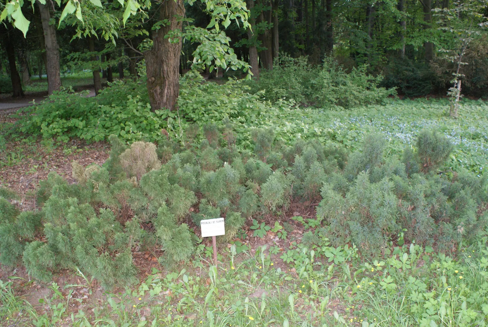 Tam Juniper (Juniperus Sabina 'Tamariscifolia') — Ideal for ground cover and erosion control, it requires minimal maintenance