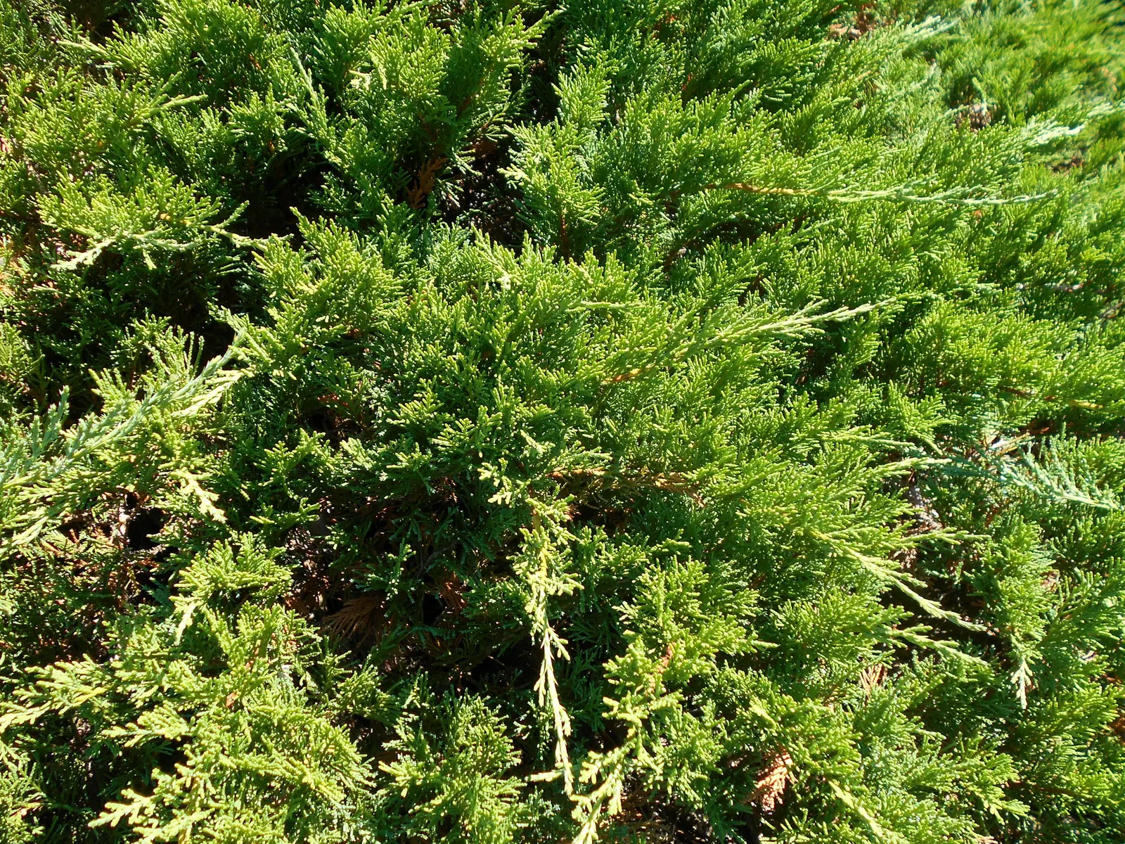Tam Juniper (Juniperus Sabina 'Tamariscifolia') — typically reaching 1-2 feet in height with a 10-15 feet spread