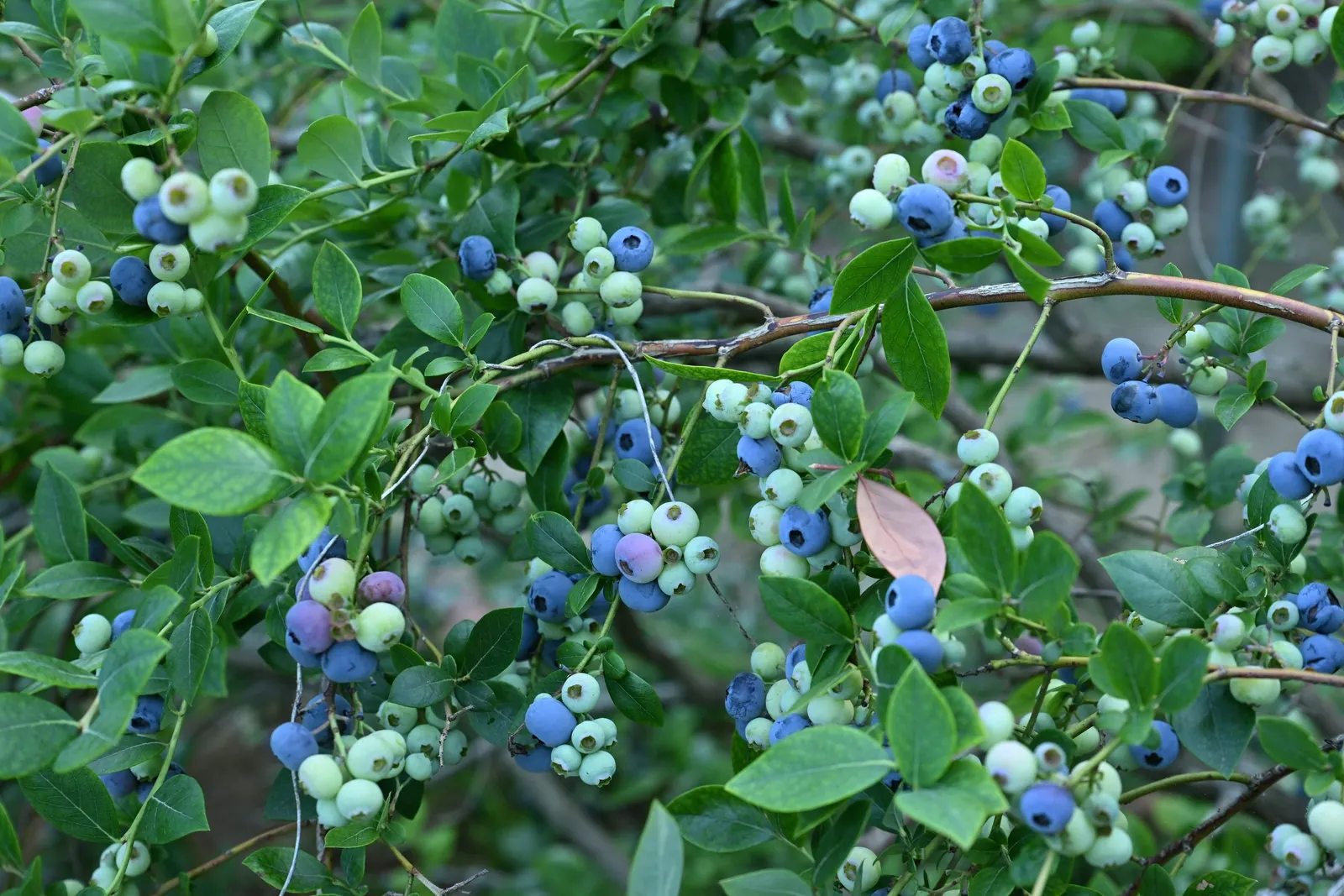 Southern Highbush Blueberry (Vaccinium Darrowii) — nutritious blueberries by early summer