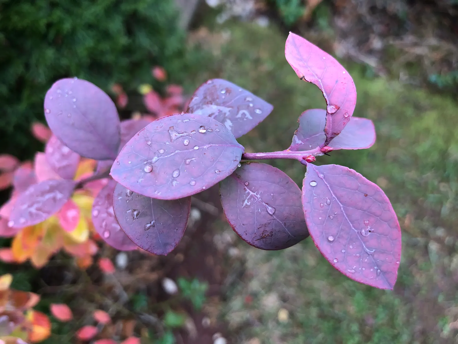 Southern Highbush Blueberry (Vaccinium Darrowii) — Regular irrigation and mulching help retain soil moisture and manage temperature, ensuring a bountiful
