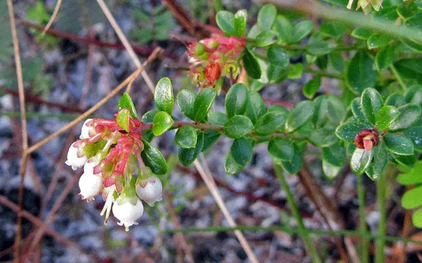 Southern Highbush Blueberry (Vaccinium Darrowii) — The Southern Highbush Blueberry (Vaccinium darrowii) thrives in USDA zones 7-10; white-pink flowers in spring