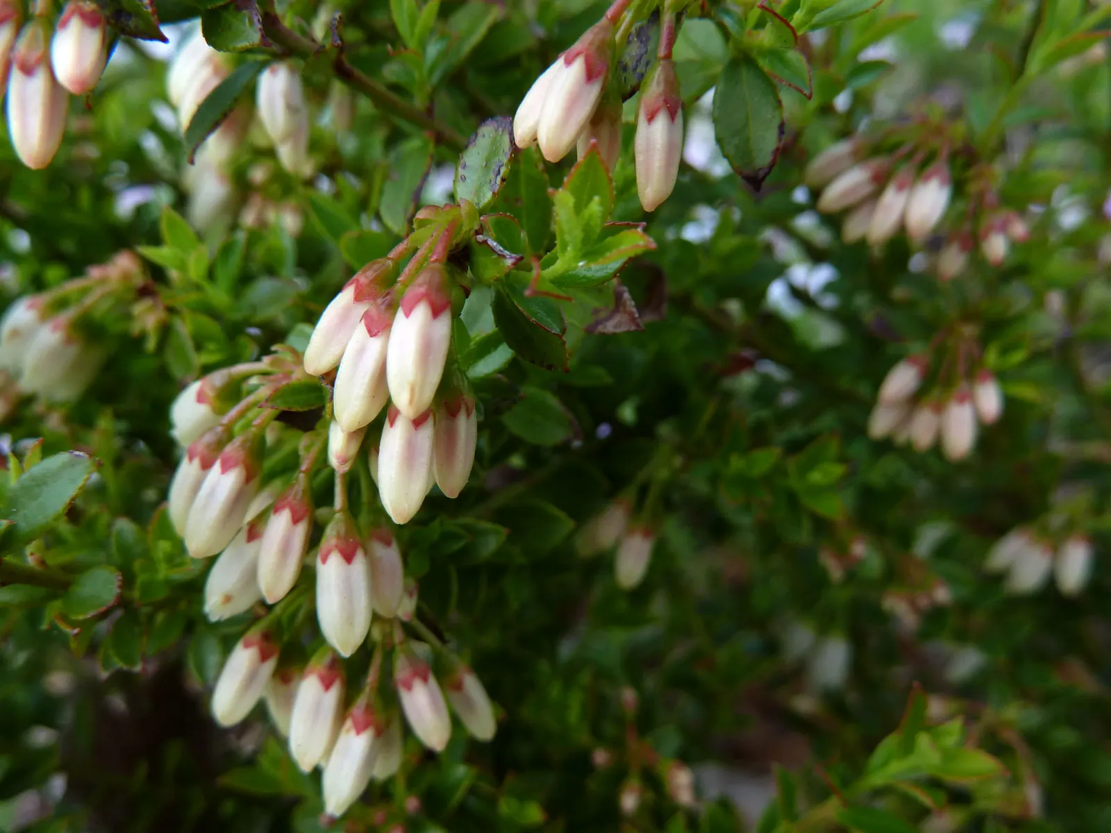 Southern Highbush Blueberry (Vaccinium Darrowii) — making it a suitable choice for a variety of southern landscapes.<br><br>Tolerant of various soil types