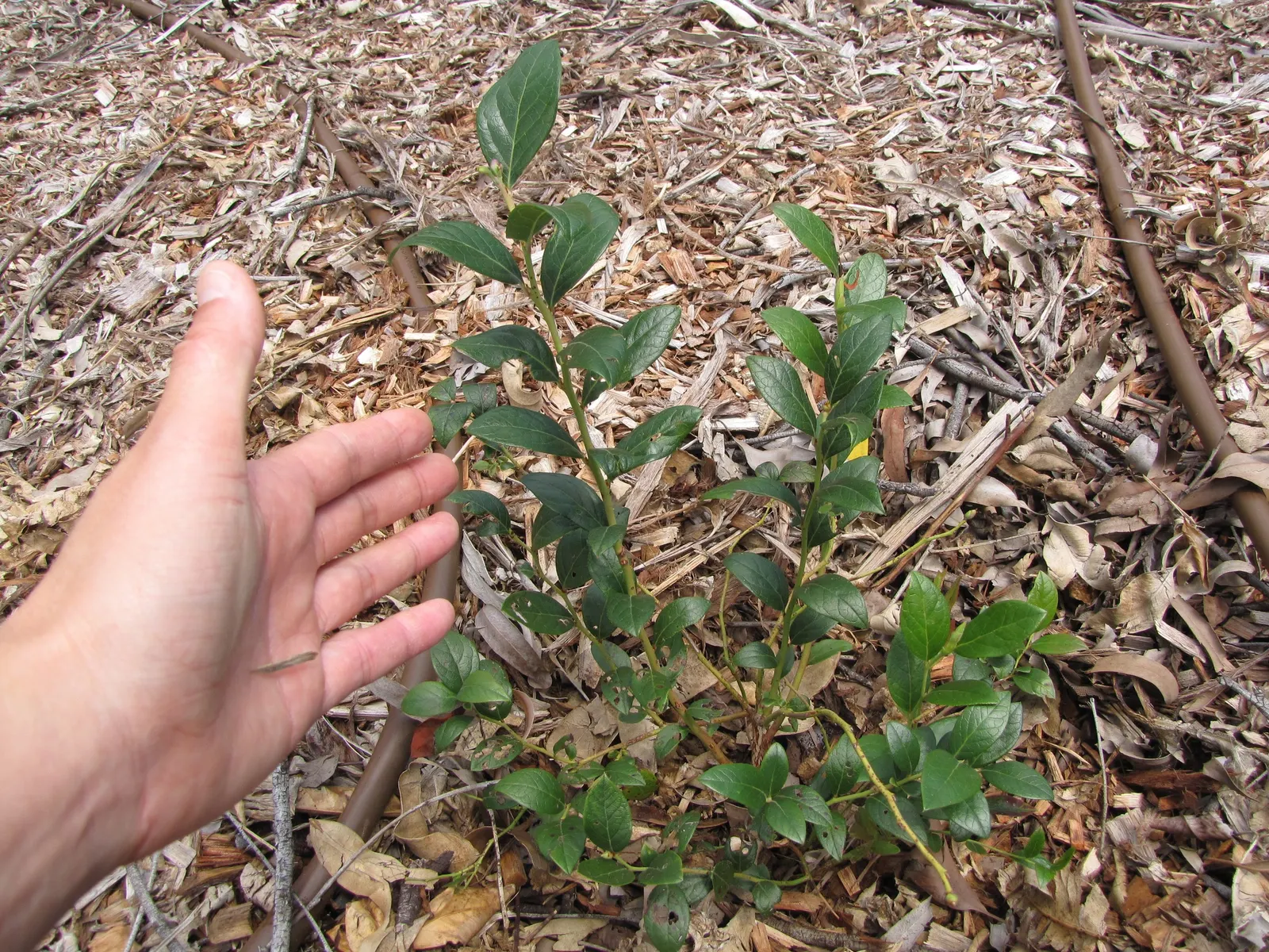 Southern Highbush Blueberry (Vaccinium Darrowii) — Its bluish-green foliage offers ornamental value year-round, with minimal maintenance required