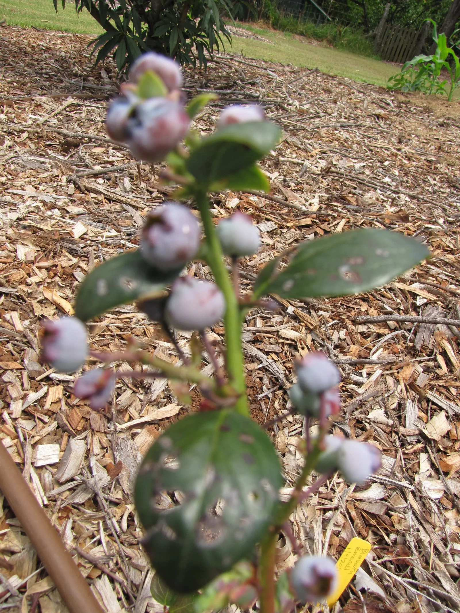 Southern Highbush Blueberry (Vaccinium Darrowii) — yielding a bounty of sweet