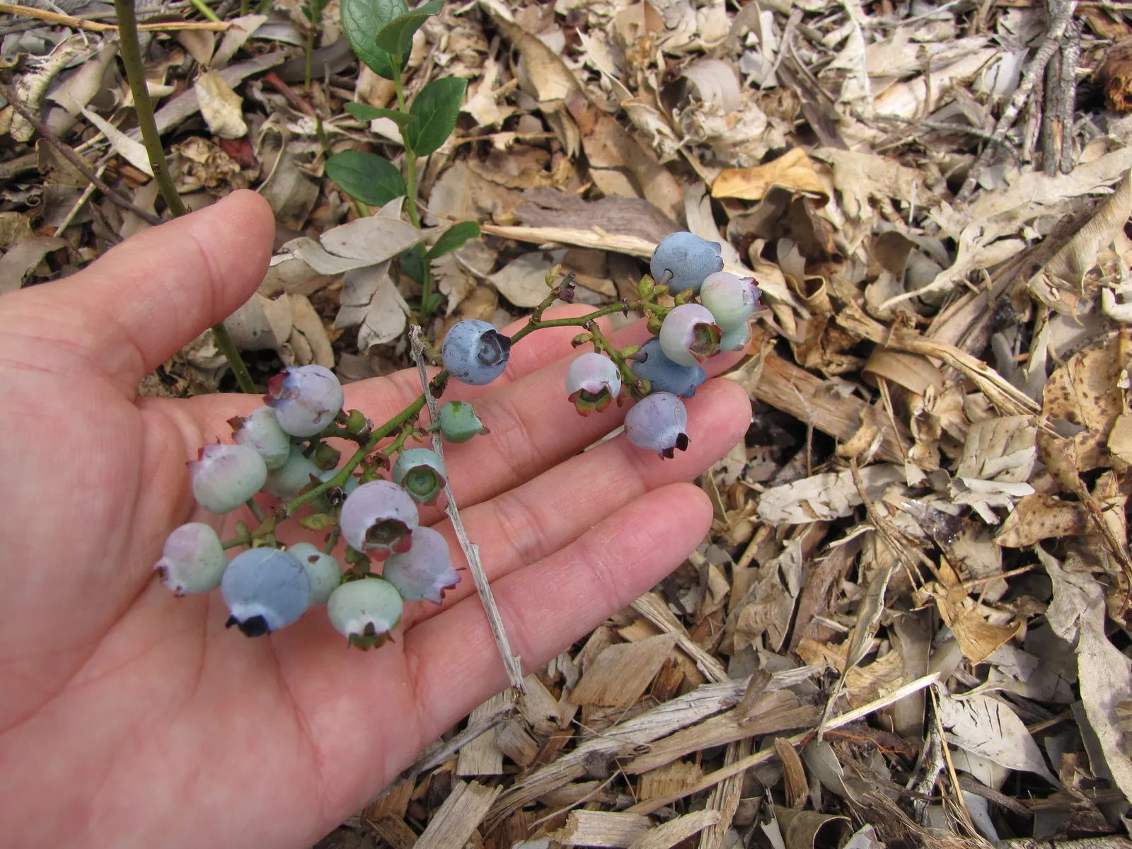 Southern Highbush Blueberry (Vaccinium Darrowii) — The Southern Highbush Blueberry (Vaccinium darrowii) thrives in USDA zones 7-10