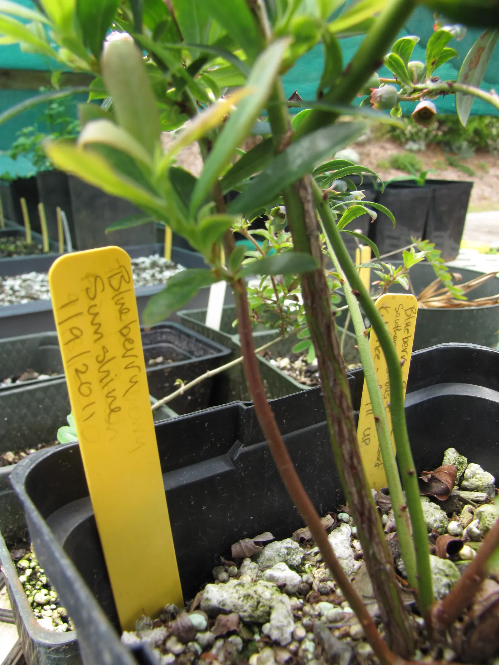 Southern Highbush Blueberry (Vaccinium Darrowii) — as this aids in reducing disease risk and promotes healthy berry production
