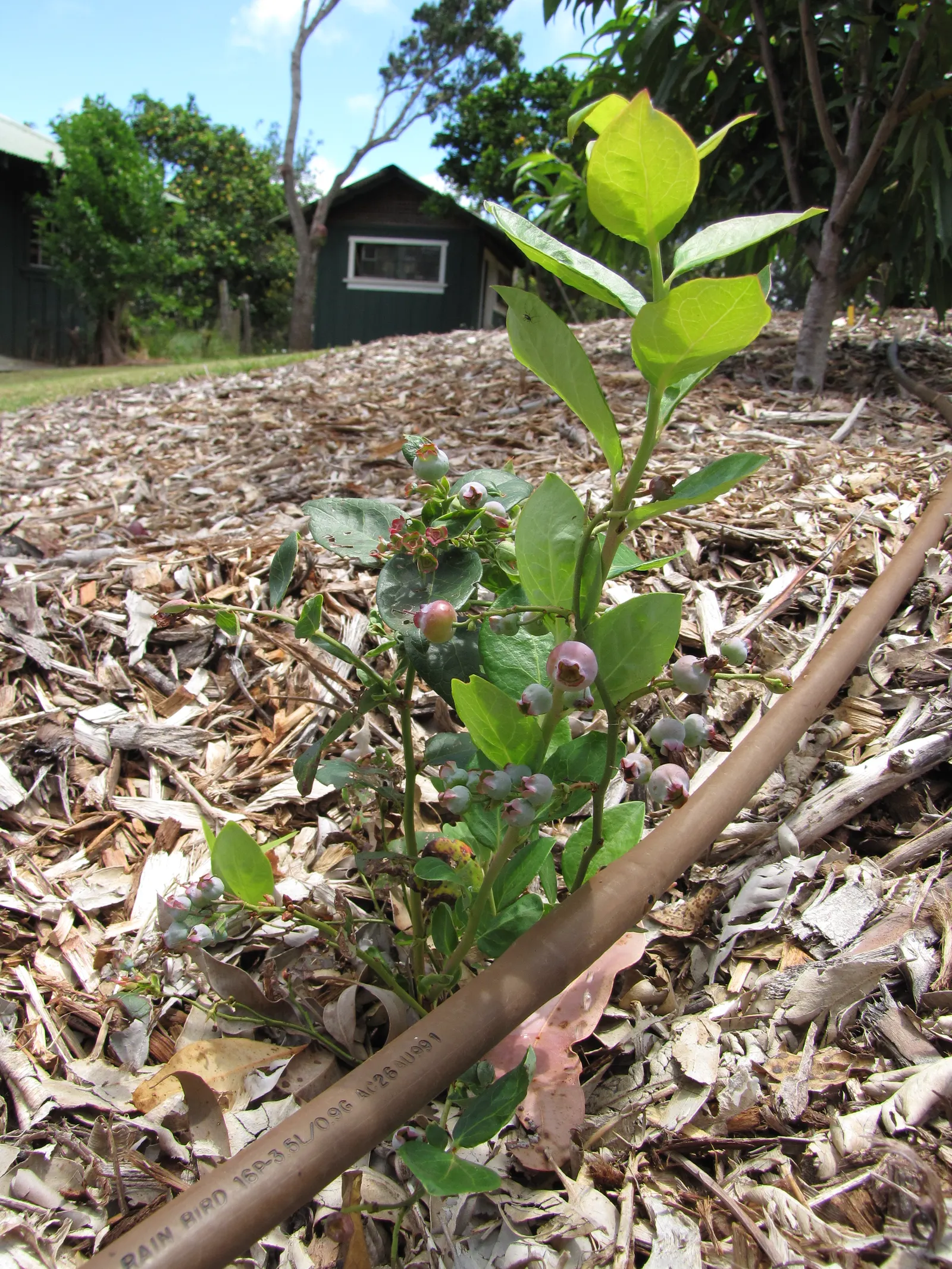 Southern Highbush Blueberry (Vaccinium Darrowii) — white flowers in the garden