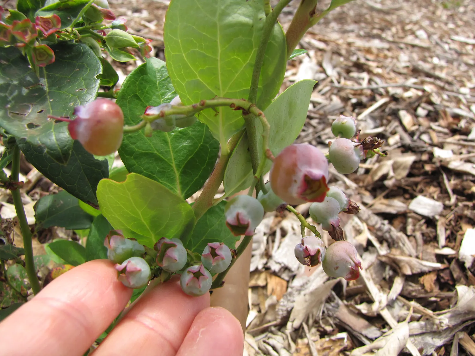 Southern Highbush Blueberry (Vaccinium Darrowii) — <br><br>By integrating the Southern Highbush Blueberry into your landscape