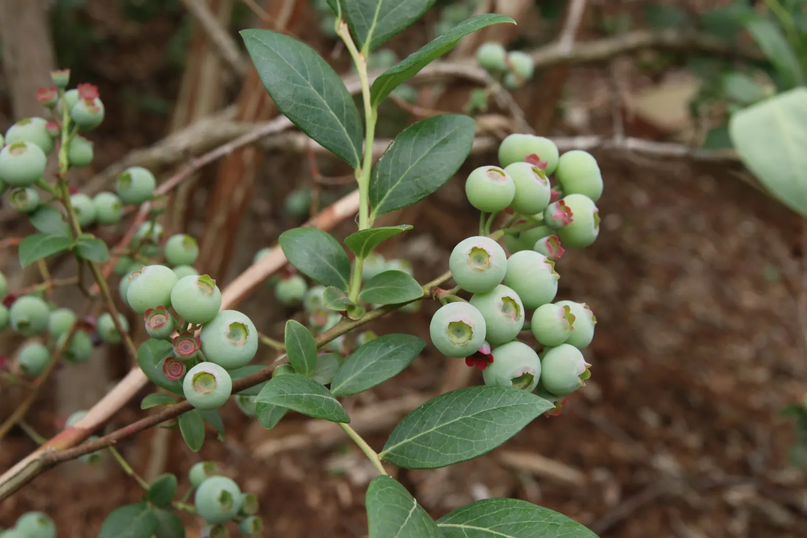 Southern Highbush Blueberry (Vaccinium Darrowii) — white-pink flowers in spring