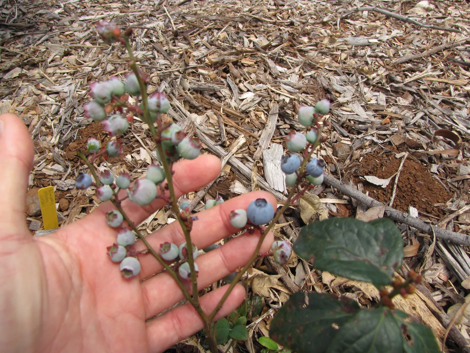 Southern Highbush Blueberry (Vaccinium Darrowii) — *Vaccinium darrowii* prefers well-drained