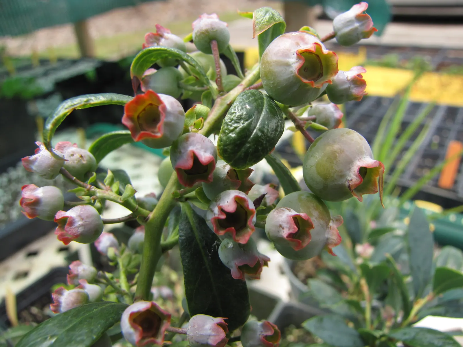 Southern Highbush Blueberry (Vaccinium Darrowii) — Requiring full to partial sun exposure for optimal growth