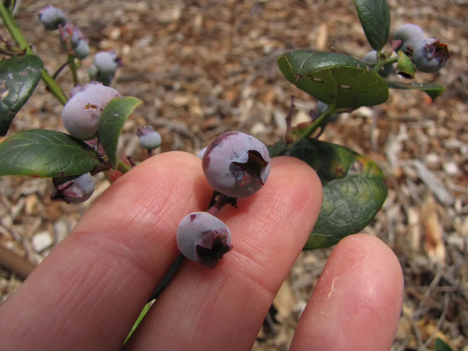 Southern Highbush Blueberry (Vaccinium Darrowii) — turning to stunning shades of bronze or red during fall
