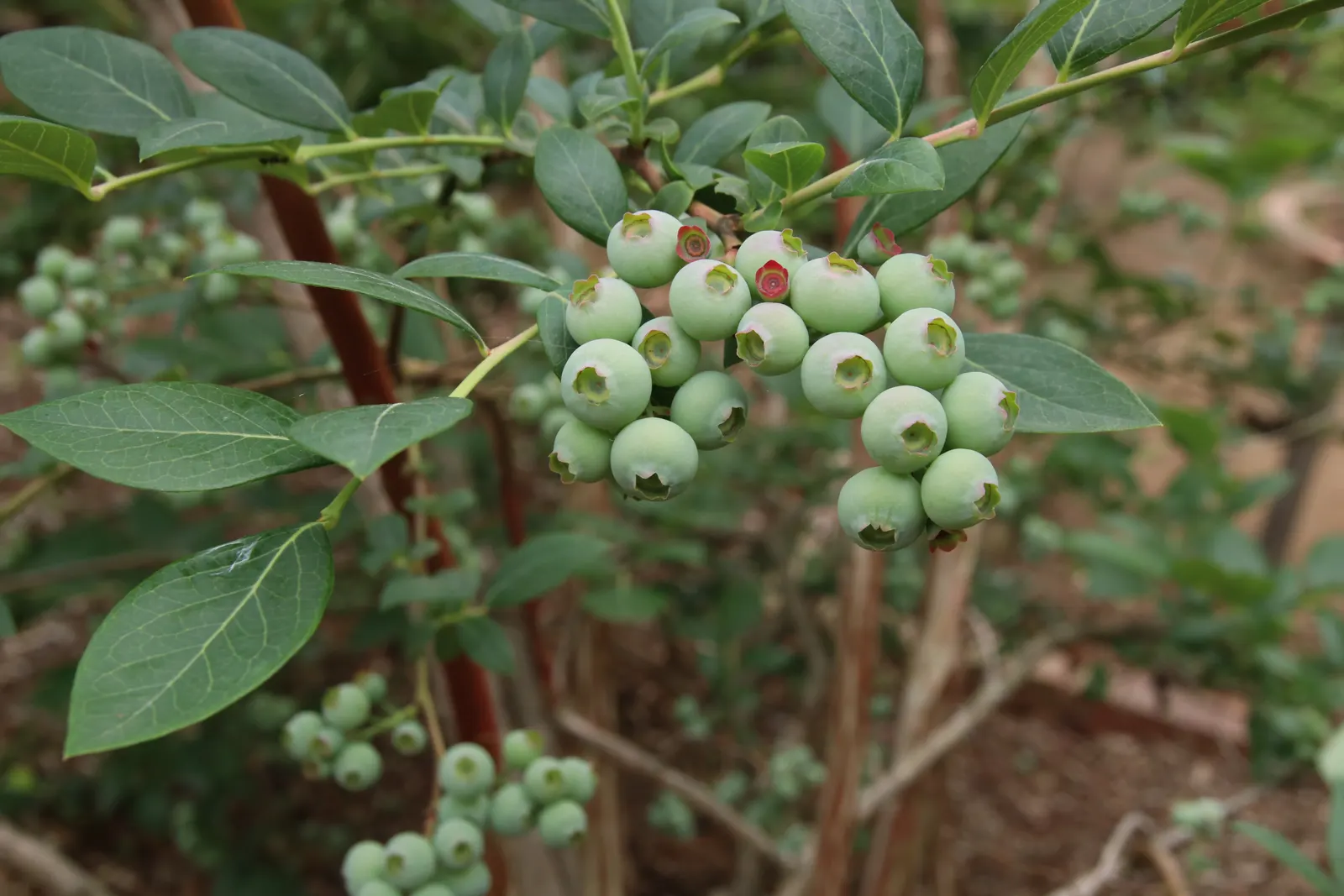 Southern Highbush Blueberry (Vaccinium Darrowii) — shrub with white blooms