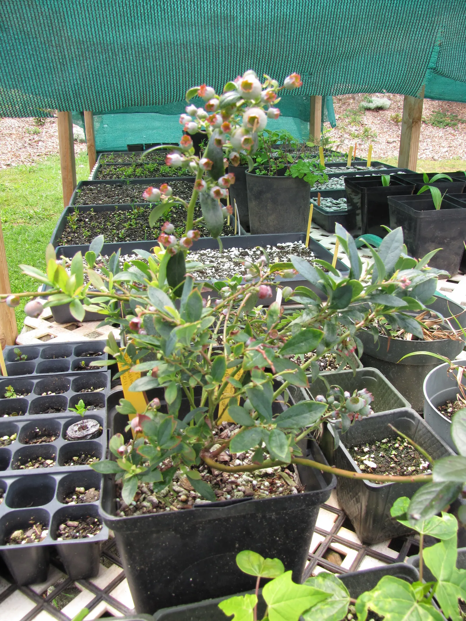 Southern Highbush Blueberry (Vaccinium Darrowii) — maintain a distance of 3 to 4 feet between each shrub to allow adequate air circulation and access to