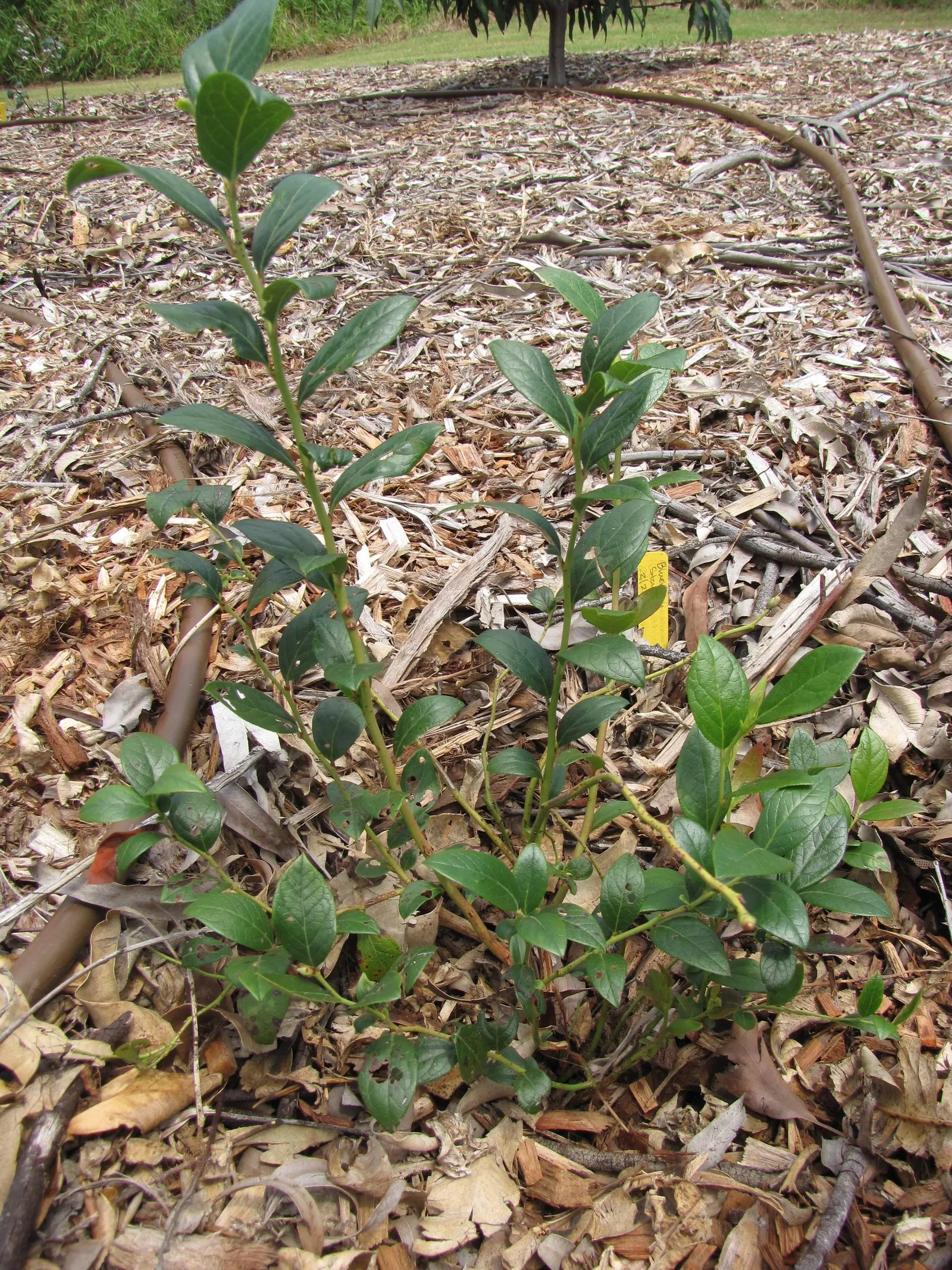 Southern Highbush Blueberry (Vaccinium Darrowii) — scientifically known as *Vaccinium darrowii*