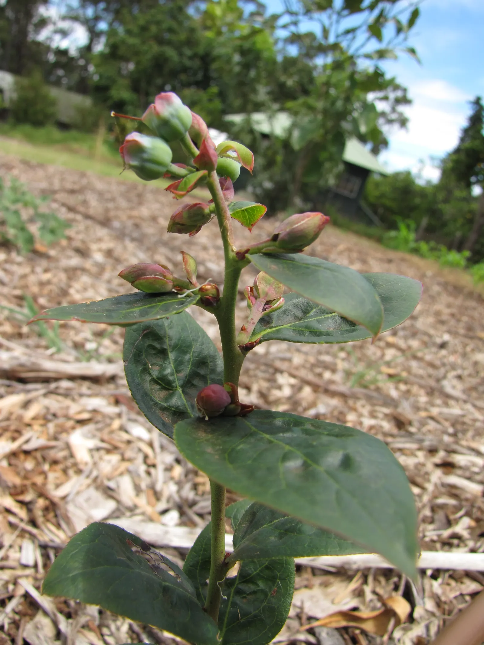 Southern Highbush Blueberry (Vaccinium Darrowii) — flourishing in well-drained; requiring full to partial sun exposure for optimal growth