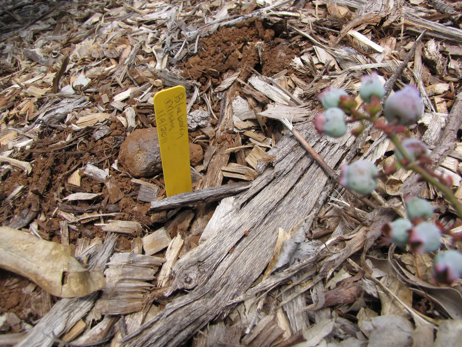 Southern Highbush Blueberry (Vaccinium Darrowii) — this variant thrives in USDA Hardiness Zones 7 through 9