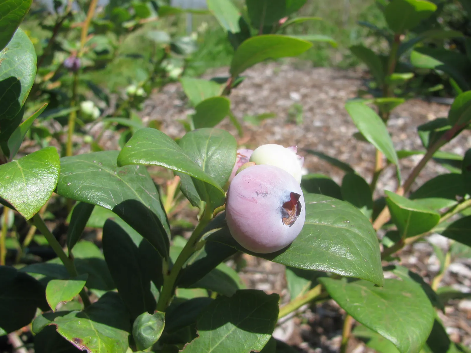Southern Highbush Blueberry (Vaccinium Darrowii) — you enrich your garden with a versatile