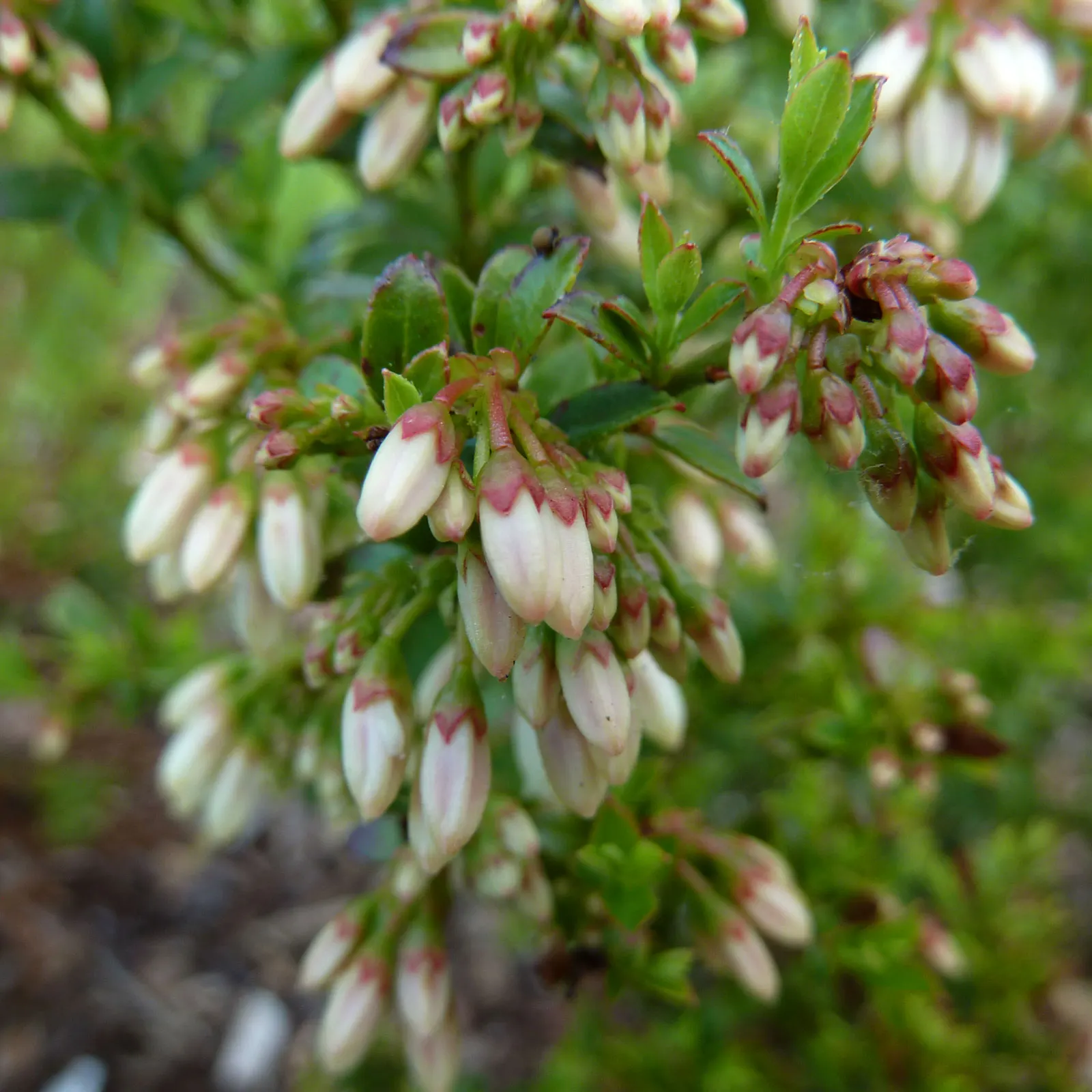 Southern Highbush Blueberry (Vaccinium Darrowii) — acidic soils with pH levels between 4.5 and 5.5