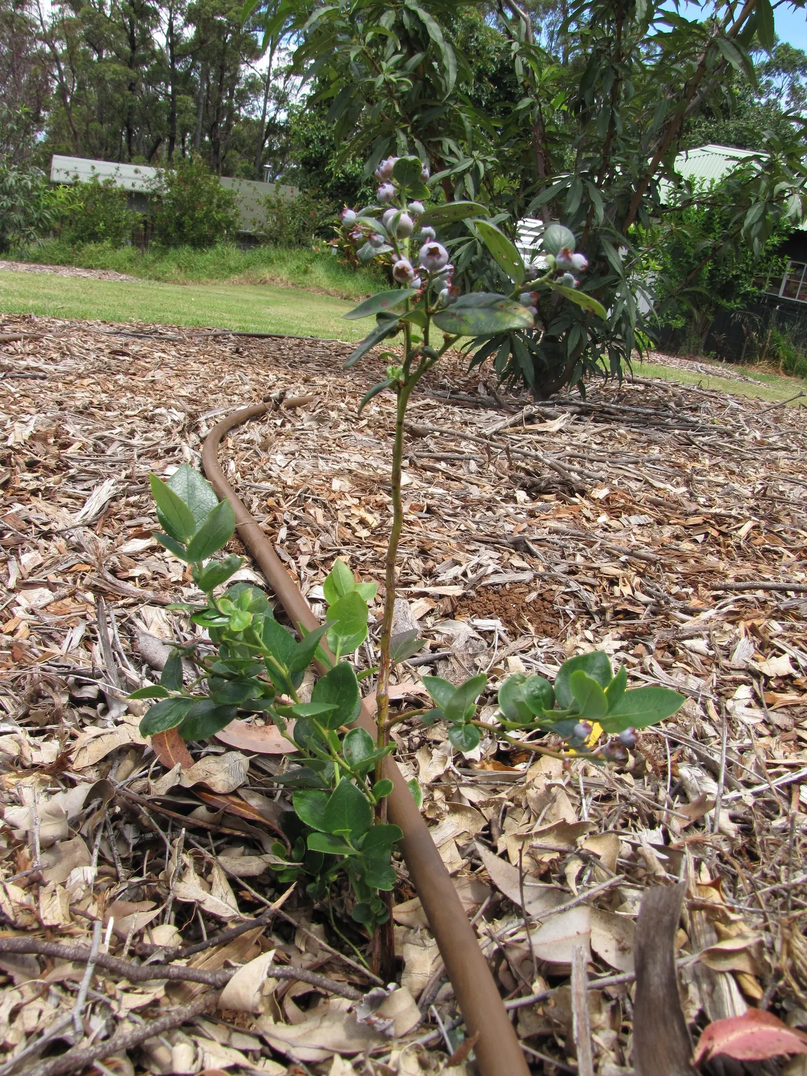 Southern Highbush Blueberry (Vaccinium Darrowii) — shrub for half