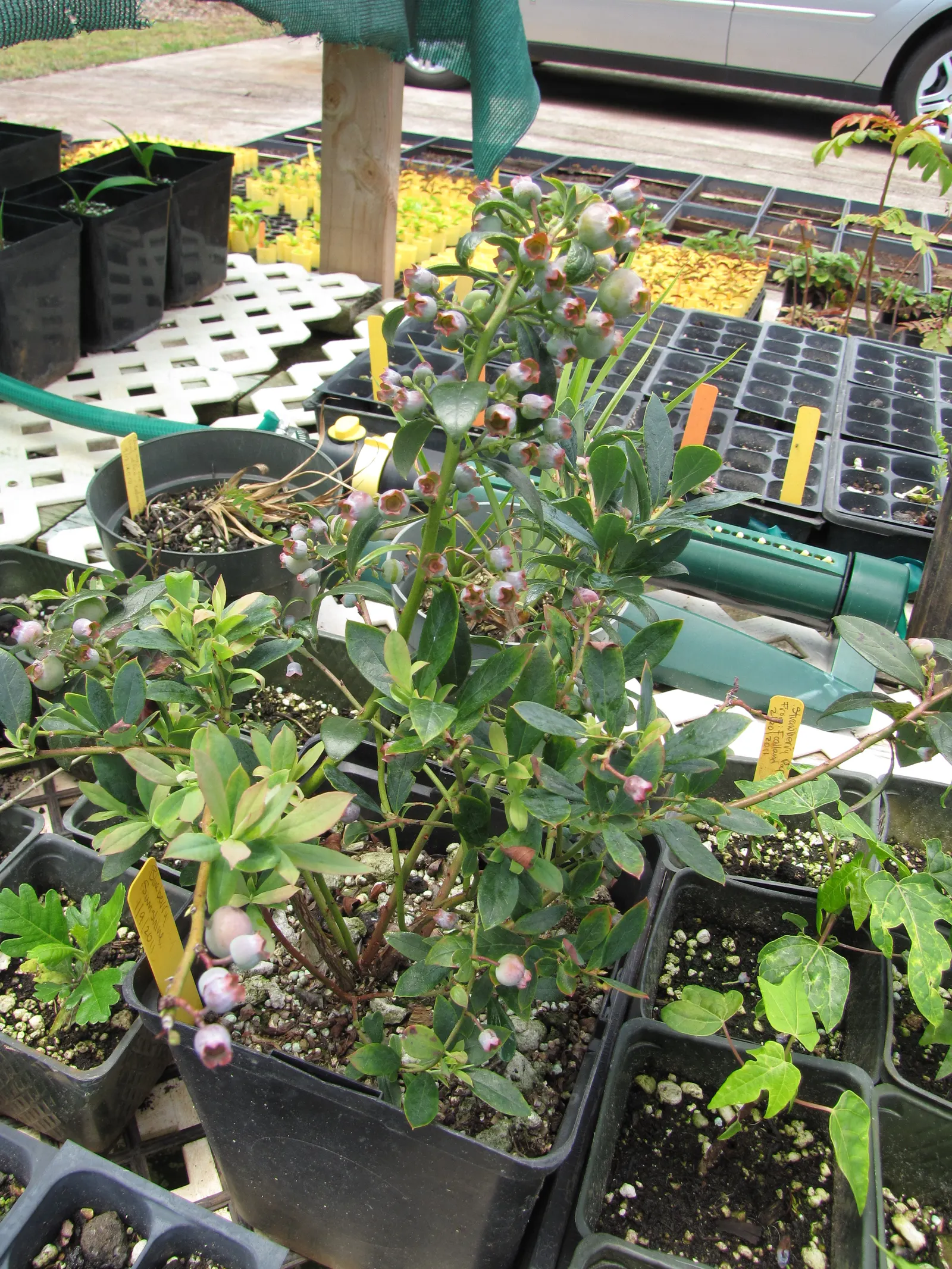 Southern Highbush Blueberry (Vaccinium Darrowii) — flourishing in well-drained