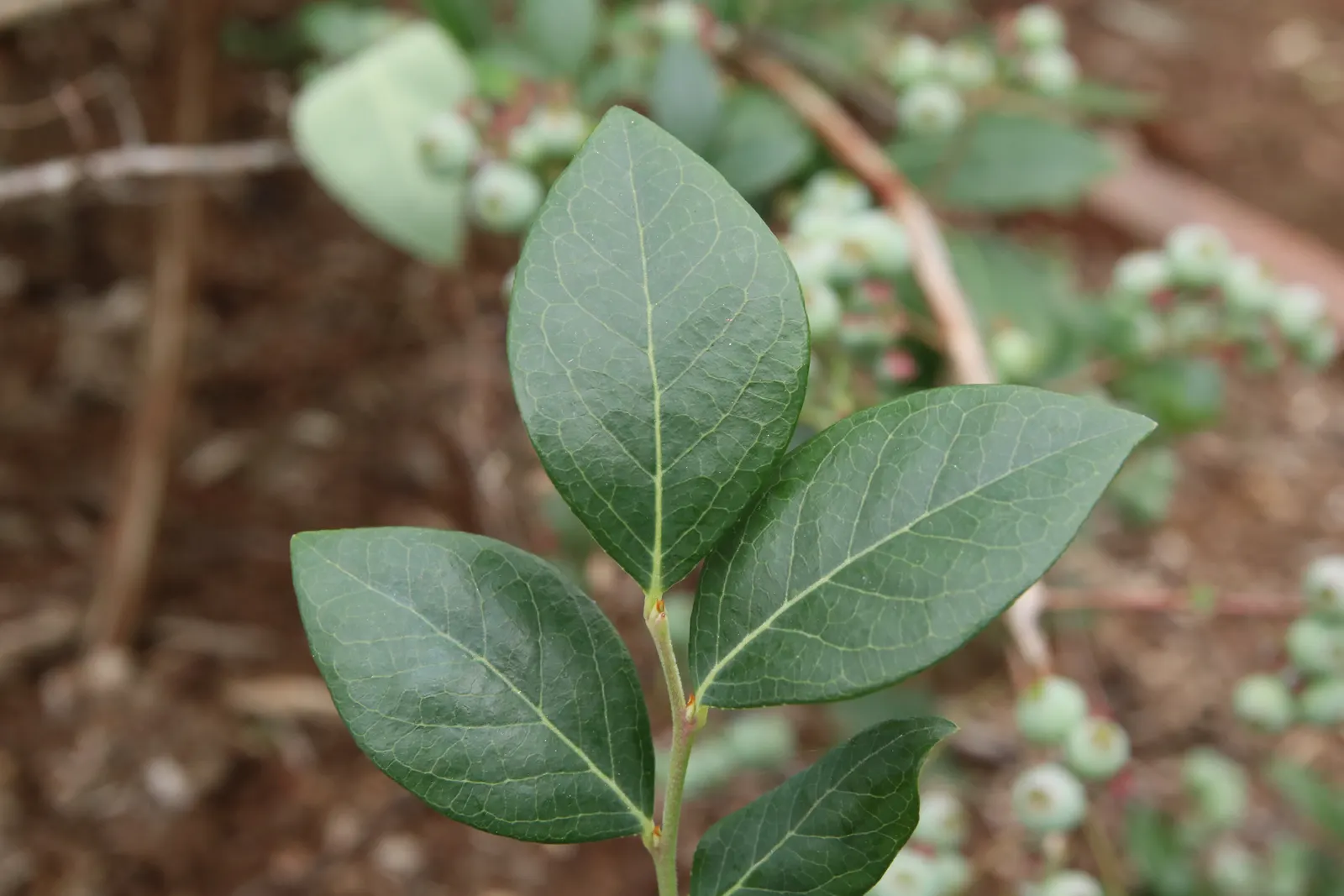 Southern Highbush Blueberry (Vaccinium Darrowii) — This evergreen shrub reaches 3-4 feet in height with a similar spread