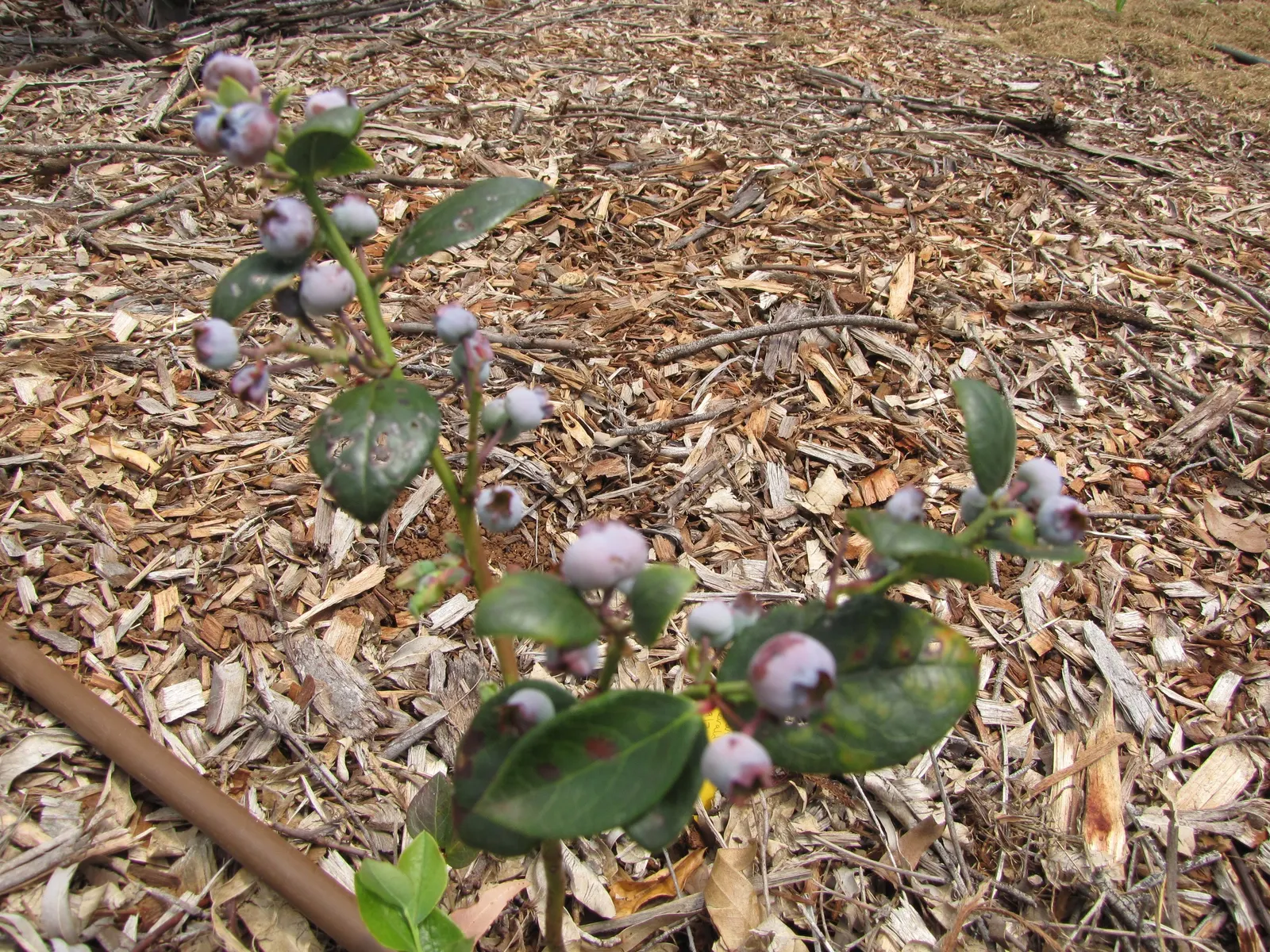 Southern Highbush Blueberry (Vaccinium Darrowii) — Mature plants typically reach heights of 4 to 6 feet with an equal spread