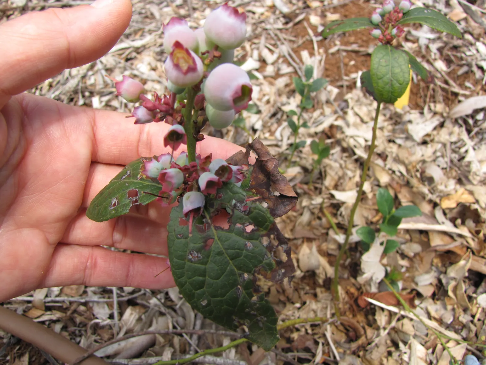 Southern Highbush Blueberry (Vaccinium Darrowii) — providing extended seasonal interest