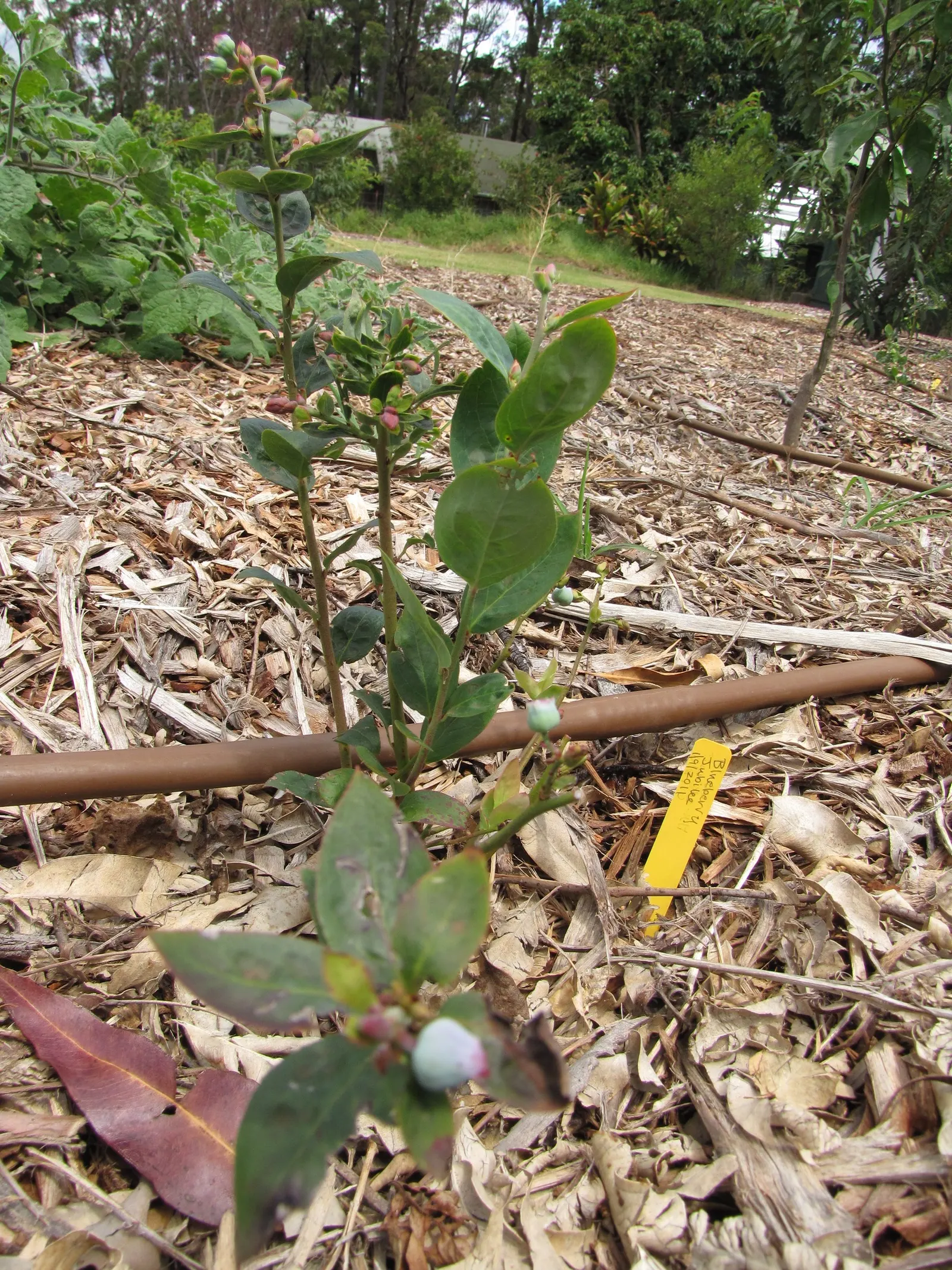 Southern Highbush Blueberry (Vaccinium Darrowii) — offering delicate white to pink blossoms that add a fine texture to the landscape