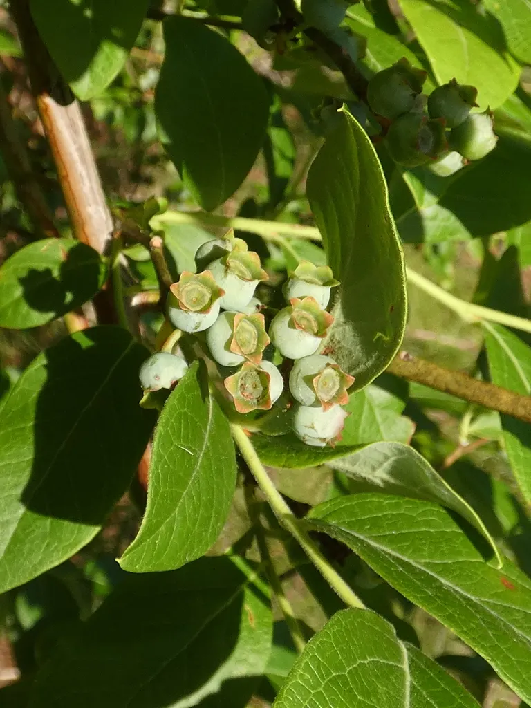 Southern Highbush Blueberry (Vaccinium Darrowii) — Full sun encourages optimal fruit production and growth