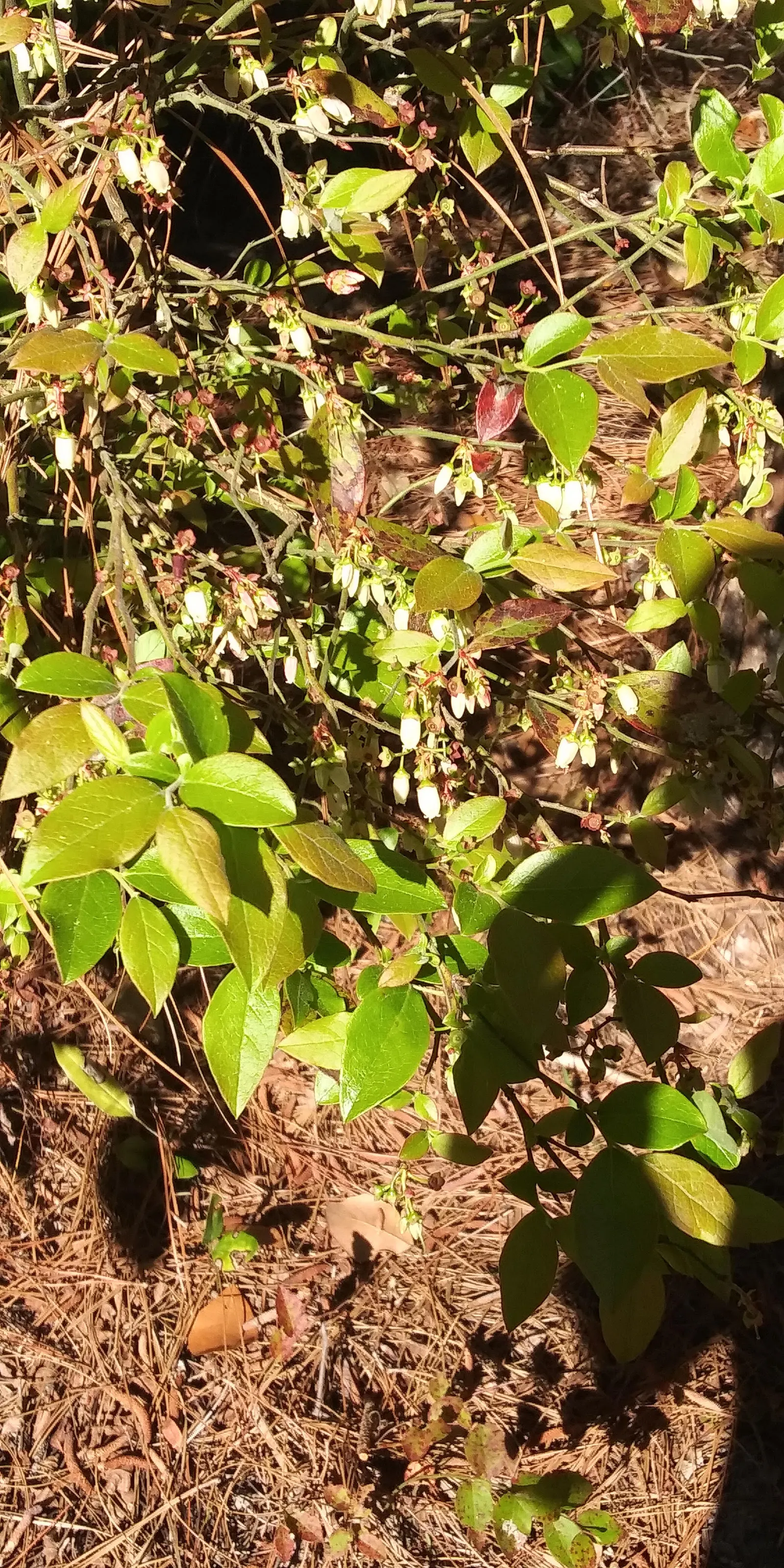 Southern Highbush Blueberry (Vaccinium Darrowii) — represents a vital addition to any garden that values both aesthetic charm and edible produce