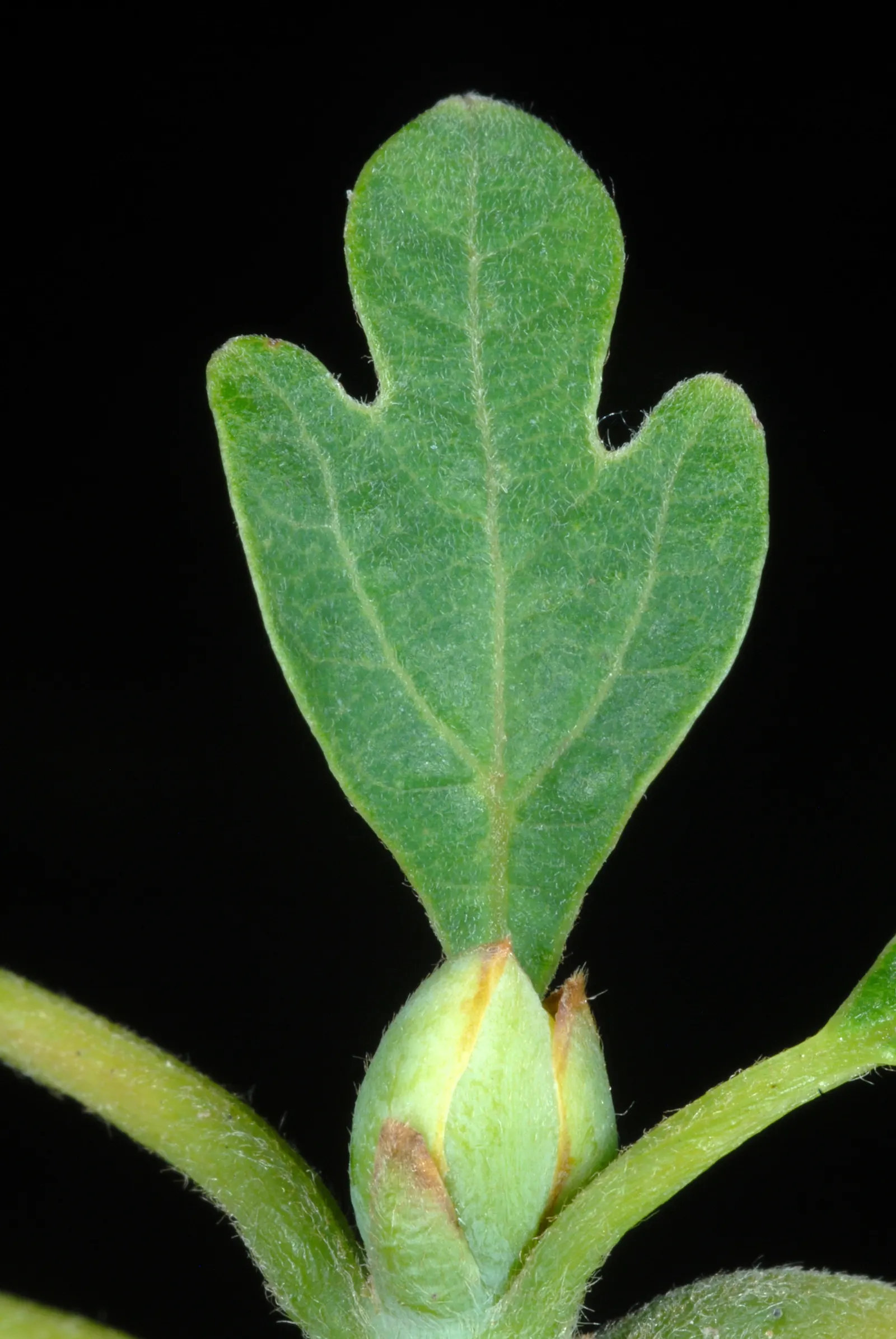 Sassafras (Sassafras Albidum) — and its leaves in cooking