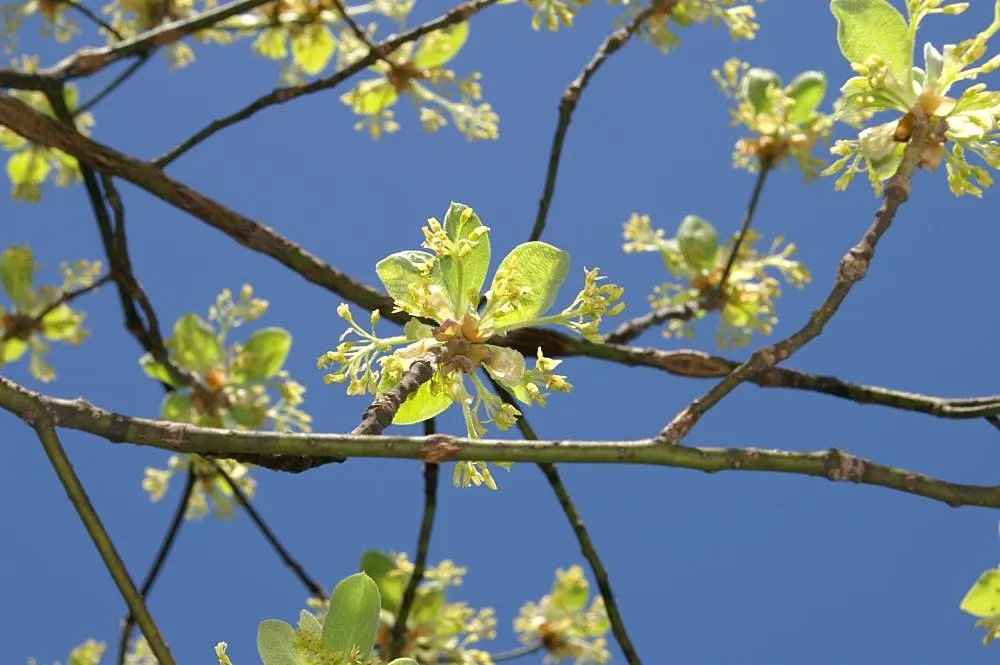 Sassafras (Sassafras Albidum) — Its modest size makes it appropriate for residential spaces; shrub / tree for full or half