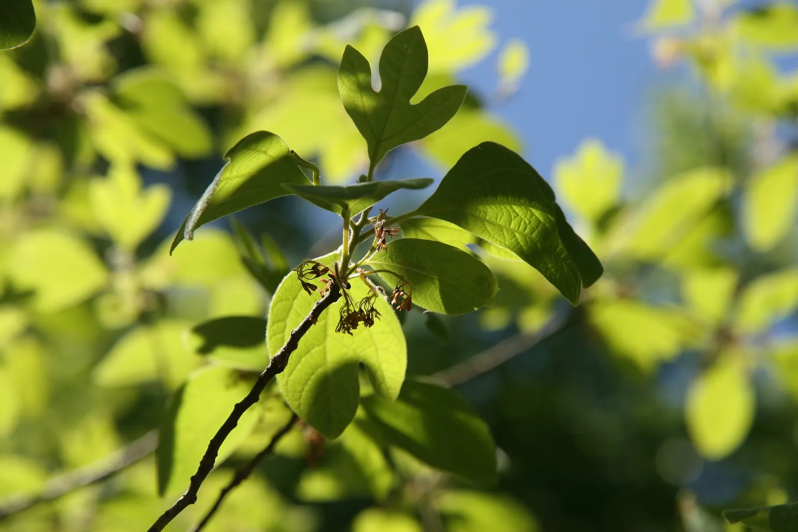 Sassafras (Sassafras Albidum) — acidic soils.<br><br>One of the Sassafras's most notable characteristics is its tri-lobed; it can reach heights up, image 67
